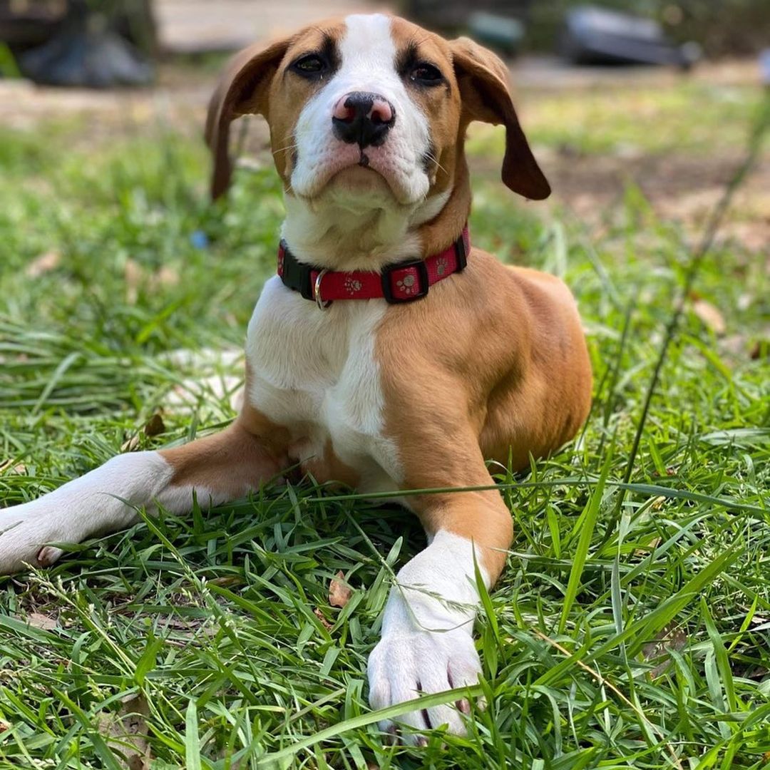 Kona is an adorable 3 month old female up for adoption! If you’re interested, please message us on here or visit our Facebook page! <a target='_blank' href='https://www.instagram.com/explore/tags/puppiesofinstagram/'>#puppiesofinstagram</a> <a target='_blank' href='https://www.instagram.com/explore/tags/adoptdontshop/'>#adoptdontshop</a> <a target='_blank' href='https://www.instagram.com/explore/tags/puppyforadoption/'>#puppyforadoption</a> <a target='_blank' href='https://www.instagram.com/explore/tags/dogforadoption/'>#dogforadoption</a> <a target='_blank' href='https://www.instagram.com/explore/tags/rescuedogsofinstagram/'>#rescuedogsofinstagram</a> <a target='_blank' href='https://www.instagram.com/explore/tags/carolinacanines/'>#carolinacanines</a>