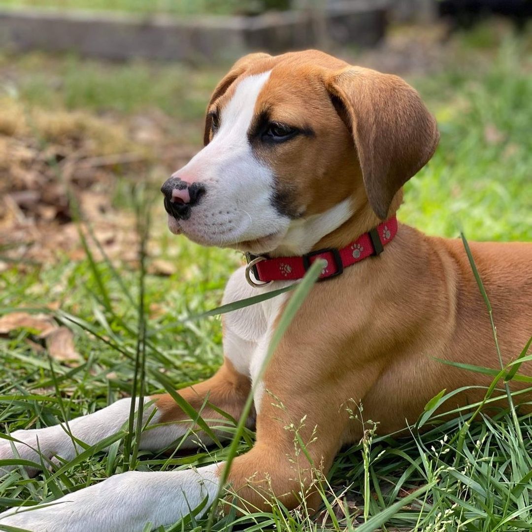 Kona is an adorable 3 month old female up for adoption! If you’re interested, please message us on here or visit our Facebook page! <a target='_blank' href='https://www.instagram.com/explore/tags/puppiesofinstagram/'>#puppiesofinstagram</a> <a target='_blank' href='https://www.instagram.com/explore/tags/adoptdontshop/'>#adoptdontshop</a> <a target='_blank' href='https://www.instagram.com/explore/tags/puppyforadoption/'>#puppyforadoption</a> <a target='_blank' href='https://www.instagram.com/explore/tags/dogforadoption/'>#dogforadoption</a> <a target='_blank' href='https://www.instagram.com/explore/tags/rescuedogsofinstagram/'>#rescuedogsofinstagram</a> <a target='_blank' href='https://www.instagram.com/explore/tags/carolinacanines/'>#carolinacanines</a>