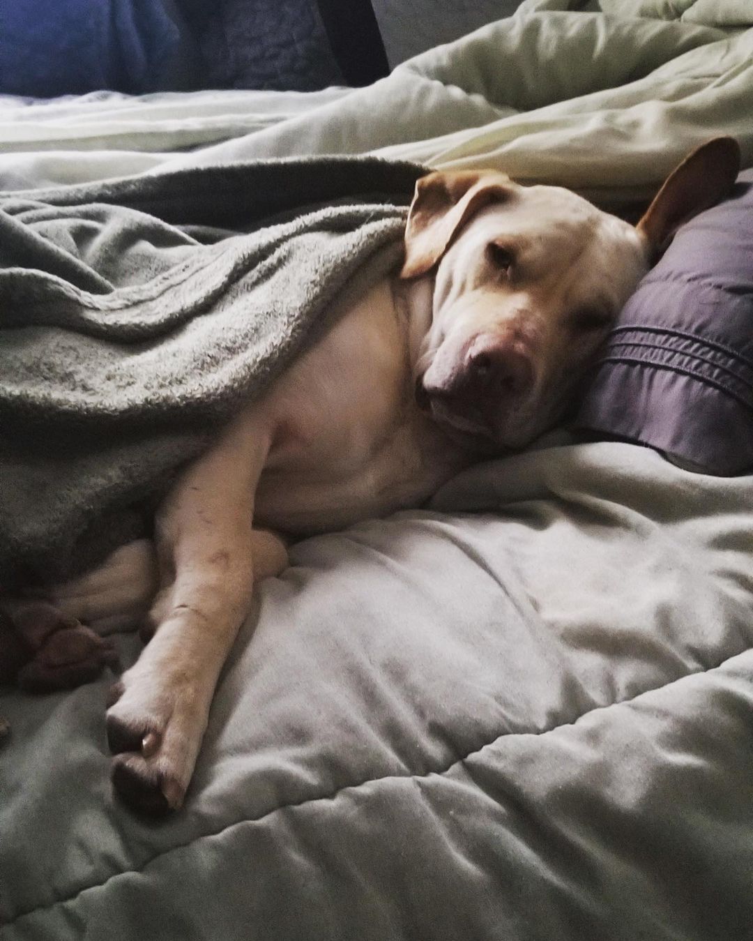 We think Finley (fka Chase) is settling in nicely in his new home! What do you think?! <a target='_blank' href='https://www.instagram.com/explore/tags/sleepingdog/'>#sleepingdog</a> <a target='_blank' href='https://www.instagram.com/explore/tags/adopteddog/'>#adopteddog</a> <a target='_blank' href='https://www.instagram.com/explore/tags/rescuedog/'>#rescuedog</a> <a target='_blank' href='https://www.instagram.com/explore/tags/adoptdontshop/'>#adoptdontshop</a> <a target='_blank' href='https://www.instagram.com/explore/tags/labloversrescue/'>#labloversrescue</a>