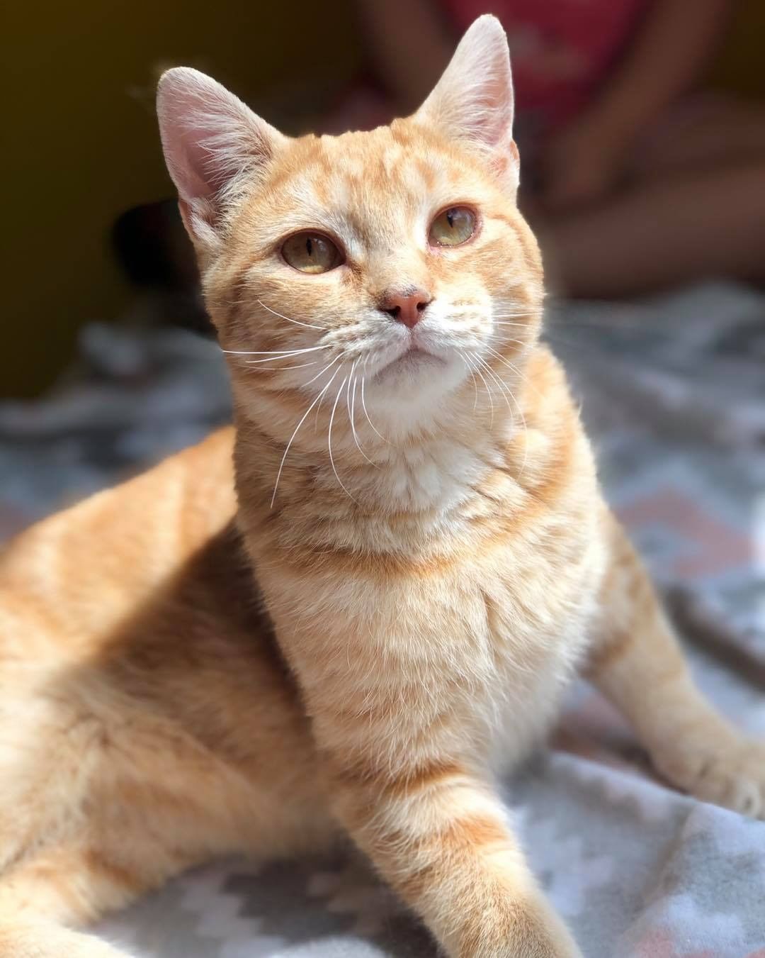 This is Tater, one of the TNR colony rescues that had rehab potential so he stayed here with his sister Penny. He is becoming this absolute mushy puddle of love and snuggles. He has made so much progress and is the most loving, cuddly boy now. SUPER submissive and good natured. He’ll end up being a wonderful family cat.