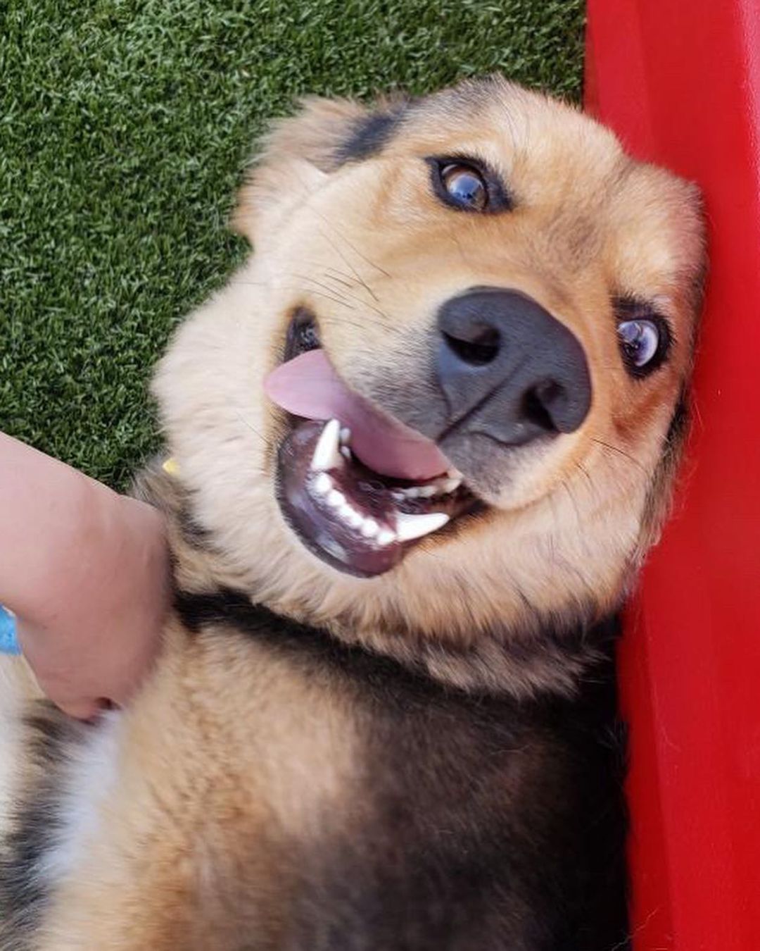 Leroy is a medium-sized fun-loving <a target='_blank' href='https://www.instagram.com/explore/tags/aussiemix/'>#aussiemix</a> who has already made lots of new friends! 📷: Taylor <a target='_blank' href='https://www.instagram.com/explore/tags/adoptdontshop/'>#adoptdontshop</a> <a target='_blank' href='https://www.instagram.com/explore/tags/mesmereyez/'>#mesmereyez</a> <a target='_blank' href='https://www.instagram.com/explore/tags/getupgetout/'>#getupgetout</a> <a target='_blank' href='https://www.instagram.com/explore/tags/nosofaspuds/'>#nosofaspuds</a> <a target='_blank' href='https://www.instagram.com/explore/tags/shepherdmix/'>#shepherdmix</a> <a target='_blank' href='https://www.instagram.com/explore/tags/fluffydogs/'>#fluffydogs</a> <a target='_blank' href='https://www.instagram.com/explore/tags/scottsdale/'>#scottsdale</a> <a target='_blank' href='https://www.instagram.com/explore/tags/gilbertaz/'>#gilbertaz</a> <a target='_blank' href='https://www.instagram.com/explore/tags/phoenix/'>#phoenix</a> <a target='_blank' href='https://www.instagram.com/explore/tags/springinthedesert/'>#springinthedesert</a> <a target='_blank' href='https://www.instagram.com/explore/tags/azfamily/'>#azfamily</a>