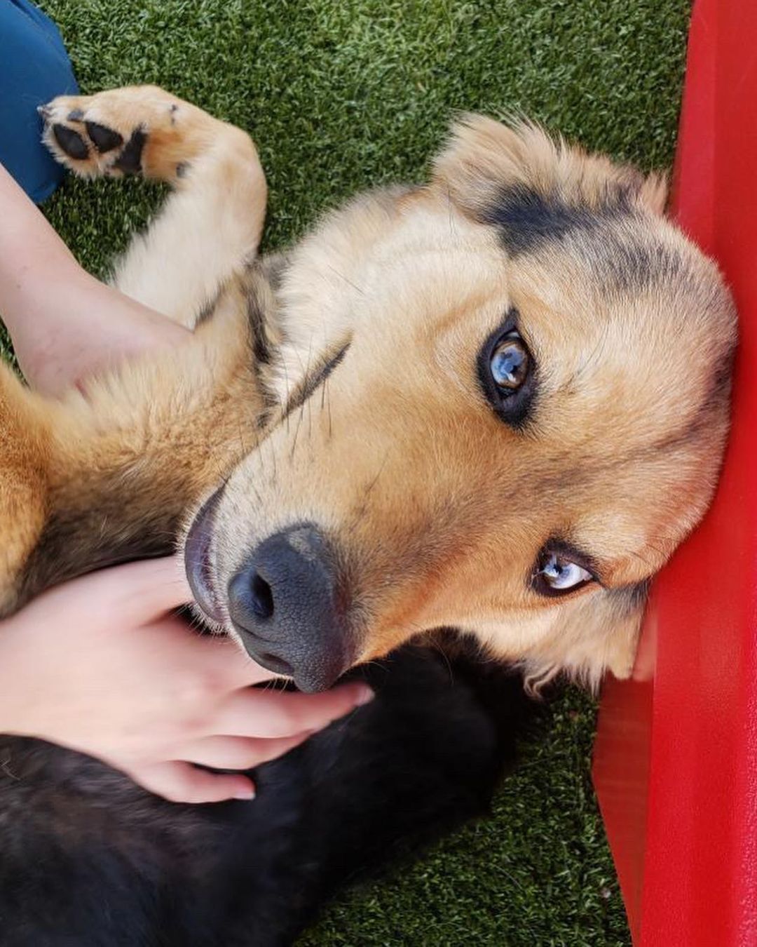 Leroy is a medium-sized fun-loving <a target='_blank' href='https://www.instagram.com/explore/tags/aussiemix/'>#aussiemix</a> who has already made lots of new friends! 📷: Taylor <a target='_blank' href='https://www.instagram.com/explore/tags/adoptdontshop/'>#adoptdontshop</a> <a target='_blank' href='https://www.instagram.com/explore/tags/mesmereyez/'>#mesmereyez</a> <a target='_blank' href='https://www.instagram.com/explore/tags/getupgetout/'>#getupgetout</a> <a target='_blank' href='https://www.instagram.com/explore/tags/nosofaspuds/'>#nosofaspuds</a> <a target='_blank' href='https://www.instagram.com/explore/tags/shepherdmix/'>#shepherdmix</a> <a target='_blank' href='https://www.instagram.com/explore/tags/fluffydogs/'>#fluffydogs</a> <a target='_blank' href='https://www.instagram.com/explore/tags/scottsdale/'>#scottsdale</a> <a target='_blank' href='https://www.instagram.com/explore/tags/gilbertaz/'>#gilbertaz</a> <a target='_blank' href='https://www.instagram.com/explore/tags/phoenix/'>#phoenix</a> <a target='_blank' href='https://www.instagram.com/explore/tags/springinthedesert/'>#springinthedesert</a> <a target='_blank' href='https://www.instagram.com/explore/tags/azfamily/'>#azfamily</a>