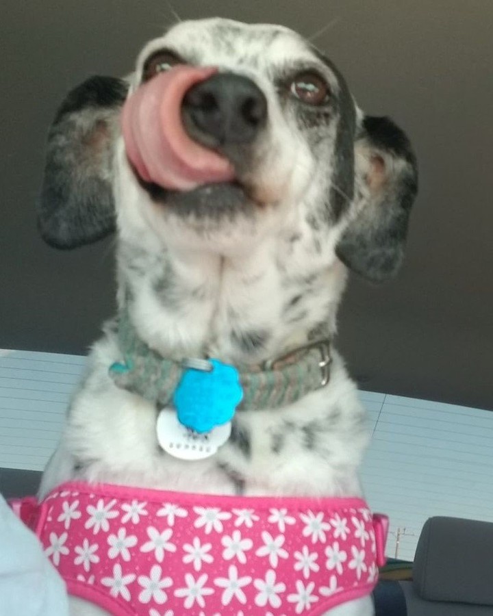 <a target='_blank' href='https://www.instagram.com/explore/tags/TongueOutTuesday/'>#TongueOutTuesday</a> 

Hopefully the LAST one Patch Rescue Inc features Darcy!

This was on her way to a home check for her furever home! :)