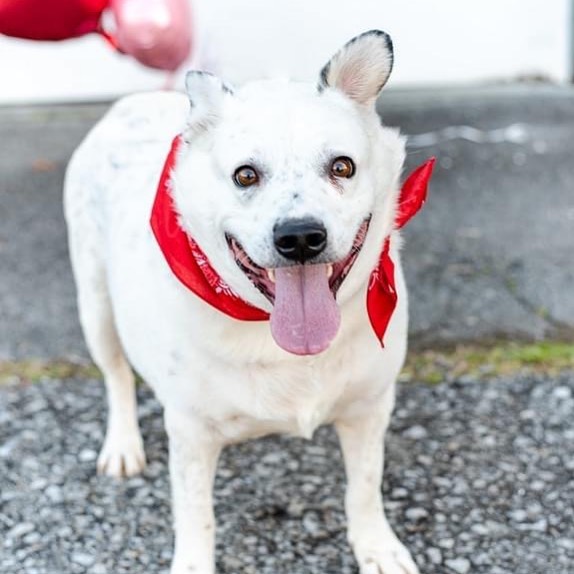 Hi! I’m Outlaw and I’m a five year old cattle dog mix. I’m currently in foster care, but I’d love to find my forever family. Call to schedule an appointment to meet me!