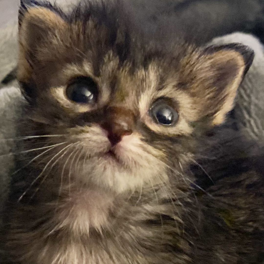 My bottle baby. <a target='_blank' href='https://www.instagram.com/explore/tags/adootdontshop/'>#adootdontshop</a><a target='_blank' href='https://www.instagram.com/explore/tags/littlepawsofmtvernon/'>#littlepawsofmtvernon</a><a target='_blank' href='https://www.instagram.com/explore/tags/littlepawsofmtv/'>#littlepawsofmtv</a><a target='_blank' href='https://www.instagram.com/explore/tags/rescue/'>#rescue</a><a target='_blank' href='https://www.instagram.com/explore/tags/shelter/'>#shelter</a><a target='_blank' href='https://www.instagram.com/explore/tags/babies/'>#babies</a><a target='_blank' href='https://www.instagram.com/explore/tags/shelterbaby/'>#shelterbaby</a>