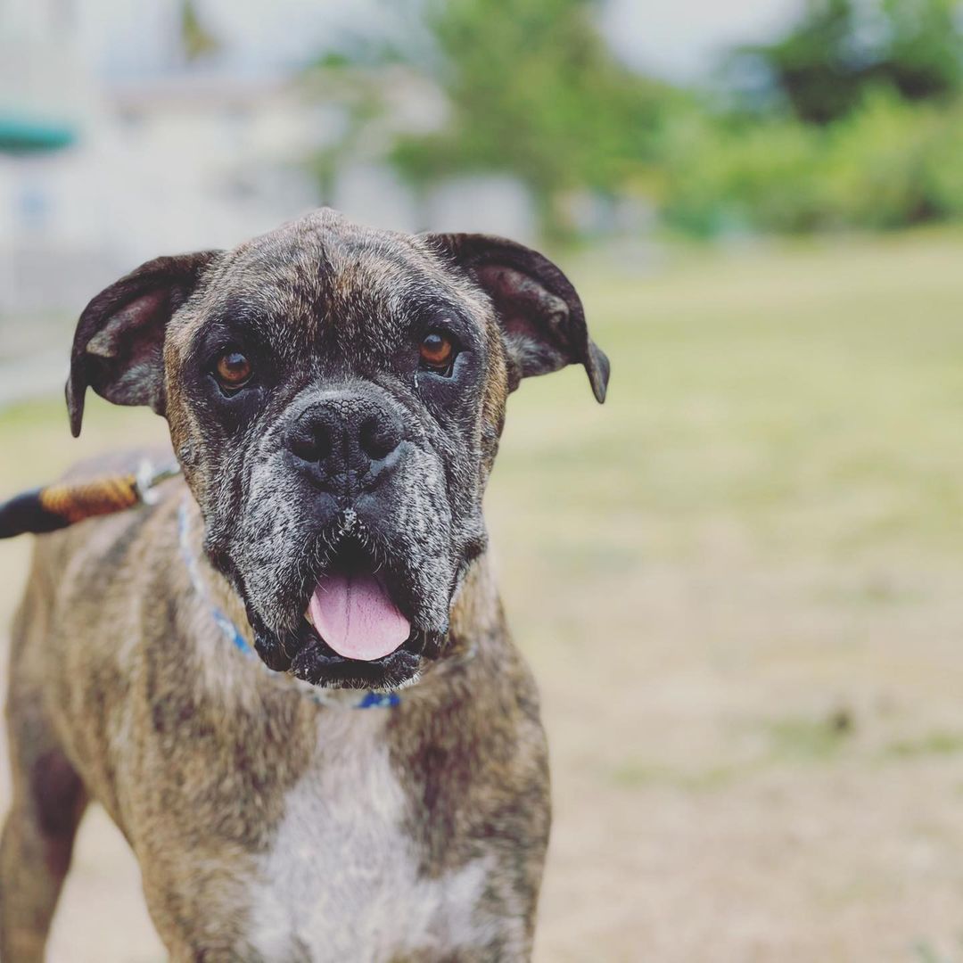Buendía from our very special boy Phillip, who is almost ready for adoption! Where are all of our boxer lovers out there? 🐾