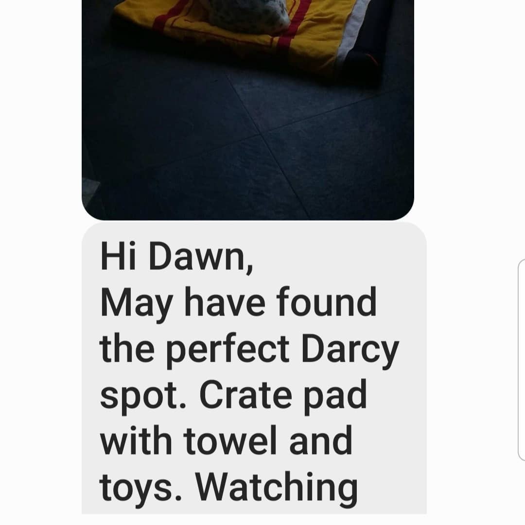 This makes my heart soar and gives me hope that there REALLY is someone for EVERY dog, you just have to be REALLY patient!

Darcy update,  it has almost been a week!
