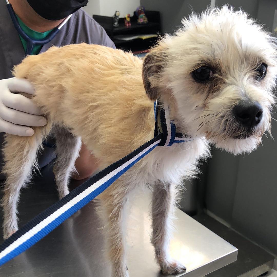 Meet Remy! He is a 1 year old terrier mix. Weighs about 7-8 pounds and does great with other dogs. He loves to snuggle and play. Just an all around sweet boy. Message us if you’re interested in adopting!