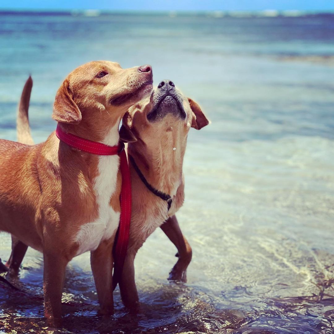 Our bonded boys, Shrek and Donkey, were just rescued from the highway last week and have already stolen our hearts. Stay tuned on our socials for more info about these two incredible dogs. <a target='_blank' href='https://www.instagram.com/explore/tags/shrekydonkey/'>#shrekydonkey</a> <a target='_blank' href='https://www.instagram.com/explore/tags/adopt/'>#adopt</a>