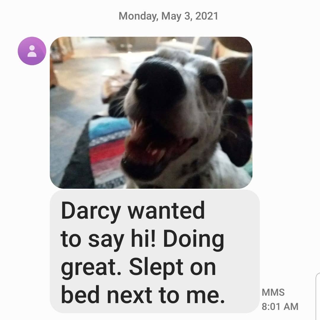 This makes my heart soar and gives me hope that there REALLY is someone for EVERY dog, you just have to be REALLY patient!

Darcy update,  it has almost been a week!