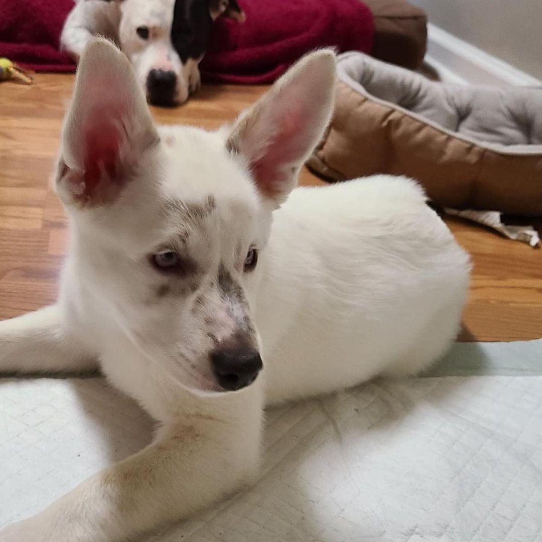 Meet Cotton, a 13-14 week old Heeler/Aussie Mix. She is blind and deaf but she doesn't let her disabilities stop her. She loves dogs of all sizes, romping in the yard but hasn't figured out the steps yet. 
Cotton hates a crate and is peepad trained (as long as you put them where she wants them). She sleeps through the night in her dog bed and has free run of the foster home. 
~~MUST HAVE FENCED YARD~~
~~MUST HAVE EXPERIENCE~~

If you are interested in adopting Cotton, you can message us or fill out the application on our website.