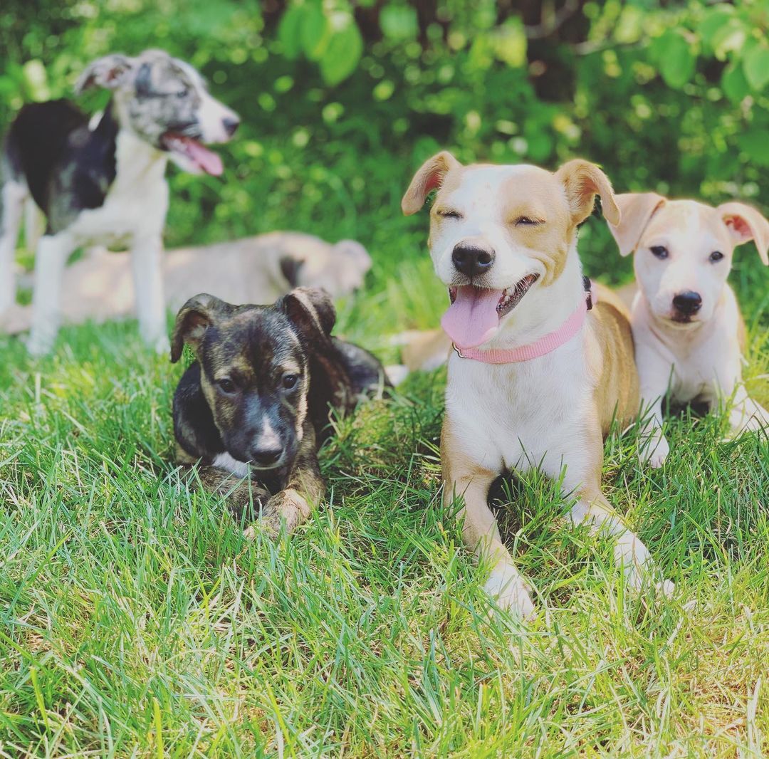 Feliz día de mamás a todo // wishing all dog moms, human moms, and foster moms a peaceful Mother’s Day. Pictured here is Mami (2019 rescue) with her four babies enjoying the sunshine. Mami was one of the most elusive dogs we have tried to catch - and we came to realize later it was because she had her puppies hidden. She wouldn’t let herself be caught until we found her puppies first. She’s a great example of the dedication mothers show every day. <a target='_blank' href='https://www.instagram.com/explore/tags/felizdiadelasmadres/'>#felizdiadelasmadres</a> <a target='_blank' href='https://www.instagram.com/explore/tags/mothersday/'>#mothersday</a> <a target='_blank' href='https://www.instagram.com/explore/tags/adoptdontshop/'>#adoptdontshop</a> <a target='_blank' href='https://www.instagram.com/explore/tags/puntasantiagodogs/'>#puntasantiagodogs</a>