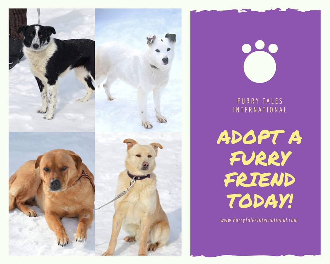 <a target='_blank' href='https://www.instagram.com/explore/tags/adoptadog/'>#adoptadog</a> <a target='_blank' href='https://www.instagram.com/explore/tags/adoptdontshop/'>#adoptdontshop</a> <a target='_blank' href='https://www.instagram.com/explore/tags/rescuredogsofinstagram/'>#rescuredogsofinstagram</a> <a target='_blank' href='https://www.instagram.com/explore/tags/rescuedog/'>#rescuedog</a> <a target='_blank' href='https://www.instagram.com/explore/tags/adoptersneeded/'>#adoptersneeded</a> <a target='_blank' href='https://www.instagram.com/explore/tags/adoptabledogs/'>#adoptabledogs</a> <a target='_blank' href='https://www.instagram.com/explore/tags/adoptphilly/'>#adoptphilly</a>