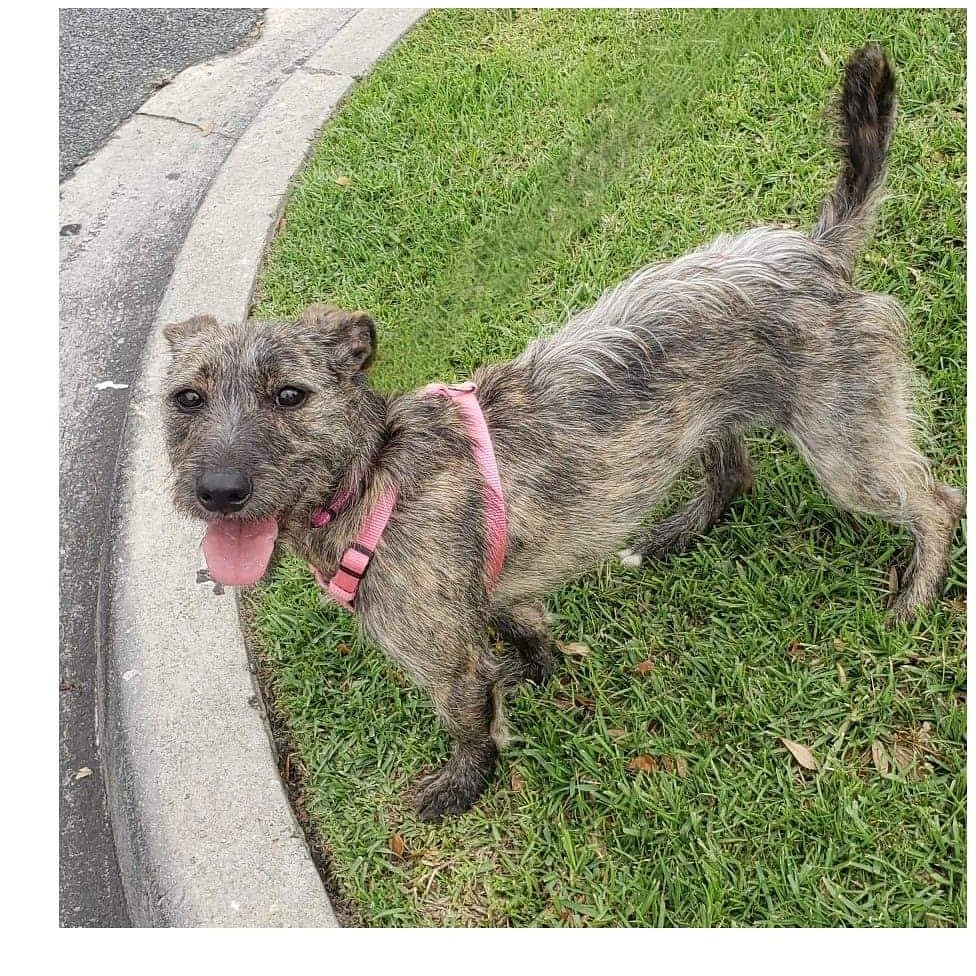 URGENT_-FOSTER OR ADOPT HOME NEEDED!!!
Wags is a 1-2 year old Terrier mix who is missing out on her puppyhood. Wags has been in boarding for three weeks and we are desperate to find her a loving home. Wags has had five homes in her short life but even with all these changes, and being given up time and time again, she continues to be loving and trusting and joyful. Wags is full of spirit and we do not want being stuck in boarding to break that spirit. Wags loves to run and play chase and bark and sniff but she hasn’t been able to do those things in awhile, too long. Wags is house and crate trained and does well on a leash and in a car. She will need to be an only animal as she is enough to fill a full house and family with joy and love.  If interested please message  our Facebook page for an application.
<a target='_blank' href='https://www.instagram.com/explore/tags/fosterdogsofinstagram/'>#fosterdogsofinstagram</a>, <a target='_blank' href='https://www.instagram.com/explore/tags/terriersofinstagram/'>#terriersofinstagram</a>, <a target='_blank' href='https://www.instagram.com/explore/tags/adoptable/'>#adoptable</a>, <a target='_blank' href='https://www.instagram.com/explore/tags/family/'>#family</a>, <a target='_blank' href='https://www.instagram.com/explore/tags/fosteringsaveslives/'>#fosteringsaveslives</a>, <a target='_blank' href='https://www.instagram.com/explore/tags/wags/'>#wags</a>