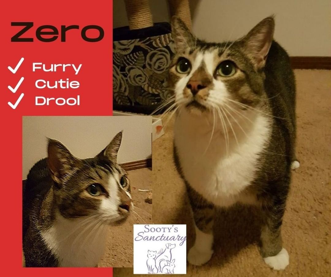 Zero is a sweet and mellow guy looking for his forever home🥰 He is good with other calm pets and would do best in a quiet home that is looking for a cuddly cat. Zero loves visiting his people on the couch and relaxing. To meet Zero or ask any questions email us at info@sootyssanctuary.org

<a target='_blank' href='https://www.instagram.com/explore/tags/sootyssanctuary/'>#sootyssanctuary</a> <a target='_blank' href='https://www.instagram.com/explore/tags/pensacolacat/'>#pensacolacat</a> <a target='_blank' href='https://www.instagram.com/explore/tags/pensacolacats/'>#pensacolacats</a> <a target='_blank' href='https://www.instagram.com/explore/tags/catsofpensacola/'>#catsofpensacola</a> <a target='_blank' href='https://www.instagram.com/explore/tags/pensacolapets/'>#pensacolapets</a> <a target='_blank' href='https://www.instagram.com/explore/tags/pensacolaanimalshelter/'>#pensacolaanimalshelter</a> <a target='_blank' href='https://www.instagram.com/explore/tags/pensacolaanimalrescue/'>#pensacolaanimalrescue</a> <a target='_blank' href='https://www.instagram.com/explore/tags/floridaanimallovers/'>#floridaanimallovers</a> <a target='_blank' href='https://www.instagram.com/explore/tags/floridacat/'>#floridacat</a> <a target='_blank' href='https://www.instagram.com/explore/tags/floridacats/'>#floridacats</a> <a target='_blank' href='https://www.instagram.com/explore/tags/catsofflorida/'>#catsofflorida</a> <a target='_blank' href='https://www.instagram.com/explore/tags/catsoffl/'>#catsoffl</a> <a target='_blank' href='https://www.instagram.com/explore/tags/floridaanimalshelters/'>#floridaanimalshelters</a> <a target='_blank' href='https://www.instagram.com/explore/tags/floridaanimalrescues/'>#floridaanimalrescues</a> <a target='_blank' href='https://www.instagram.com/explore/tags/floridapetlovers/'>#floridapetlovers</a> <a target='_blank' href='https://www.instagram.com/explore/tags/floridapets/'>#floridapets</a> <a target='_blank' href='https://www.instagram.com/explore/tags/adoptablecat/'>#adoptablecat</a> <a target='_blank' href='https://www.instagram.com/explore/tags/adoptme/'>#adoptme</a> <a target='_blank' href='https://www.instagram.com/explore/tags/adoptmefl/'>#adoptmefl</a> #<a target='_blank' href='https://www.instagram.com/explore/tags/sootyssanctuary/'>#sootyssanctuary</a> <a target='_blank' href='https://www.instagram.com/explore/tags/pensacolacat/'>#pensacolacat</a> <a target='_blank' href='https://www.instagram.com/explore/tags/pensacolacats/'>#pensacolacats</a> <a target='_blank' href='https://www.instagram.com/explore/tags/catsofpensacola/'>#catsofpensacola</a> <a target='_blank' href='https://www.instagram.com/explore/tags/pensacolapets/'>#pensacolapets</a> <a target='_blank' href='https://www.instagram.com/explore/tags/pensacolaanimalshelter/'>#pensacolaanimalshelter</a> <a target='_blank' href='https://www.instagram.com/explore/tags/pensacolaanimalrescue/'>#pensacolaanimalrescue</a> <a target='_blank' href='https://www.instagram.com/explore/tags/floridaanimallovers/'>#floridaanimallovers</a> <a target='_blank' href='https://www.instagram.com/explore/tags/floridacat/'>#floridacat</a> <a target='_blank' href='https://www.instagram.com/explore/tags/floridacats/'>#floridacats</a> <a target='_blank' href='https://www.instagram.com/explore/tags/catsofflorida/'>#catsofflorida</a> <a target='_blank' href='https://www.instagram.com/explore/tags/catsoffl/'>#catsoffl</a> <a target='_blank' href='https://www.instagram.com/explore/tags/floridaanimalshelters/'>#floridaanimalshelters</a> <a target='_blank' href='https://www.instagram.com/explore/tags/floridaanimalrescues/'>#floridaanimalrescues</a> <a target='_blank' href='https://www.instagram.com/explore/tags/floridapetlovers/'>#floridapetlovers</a> <a target='_blank' href='https://www.instagram.com/explore/tags/floridapets/'>#floridapets</a> <a target='_blank' href='https://www.instagram.com/explore/tags/adoptablecat/'>#adoptablecat</a> <a target='_blank' href='https://www.instagram.com/explore/tags/adoptme/'>#adoptme</a> <a target='_blank' href='https://www.instagram.com/explore/tags/adoptmefl/'>#adoptmefl</a> #<a target='_blank' href='https://www.instagram.com/explore/tags/adoptmefloridaadoptmeflorida/'>#adoptmefloridaadoptmeflorida</a>