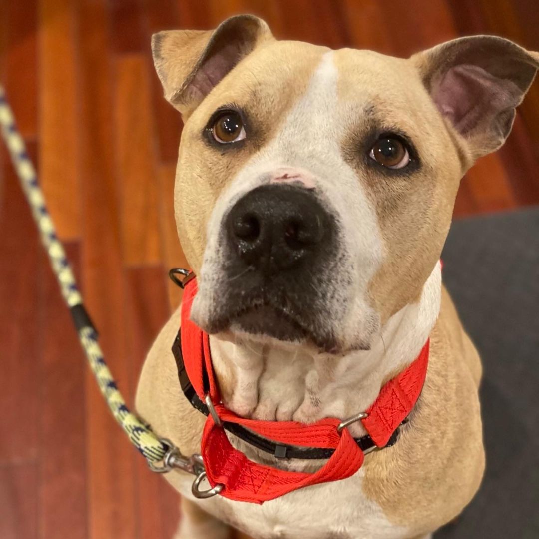 Static is a completely trained pooch! He has to be the only animal otherwise he is amazing! House trained! Bebe chewed! Very calm! He loves his toys and bones! He would make a greet companion. Apply at: btvdogrescue.org