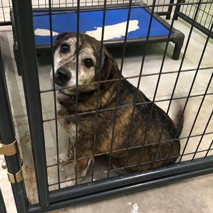 Sweet Hercules is a senior who’s waiting to meet his forever family. He’s approximately 8 years old and would like a nice relaxing retirement home to live out a long healthy new chapter of his life. Call us today after 12pm to meet him!