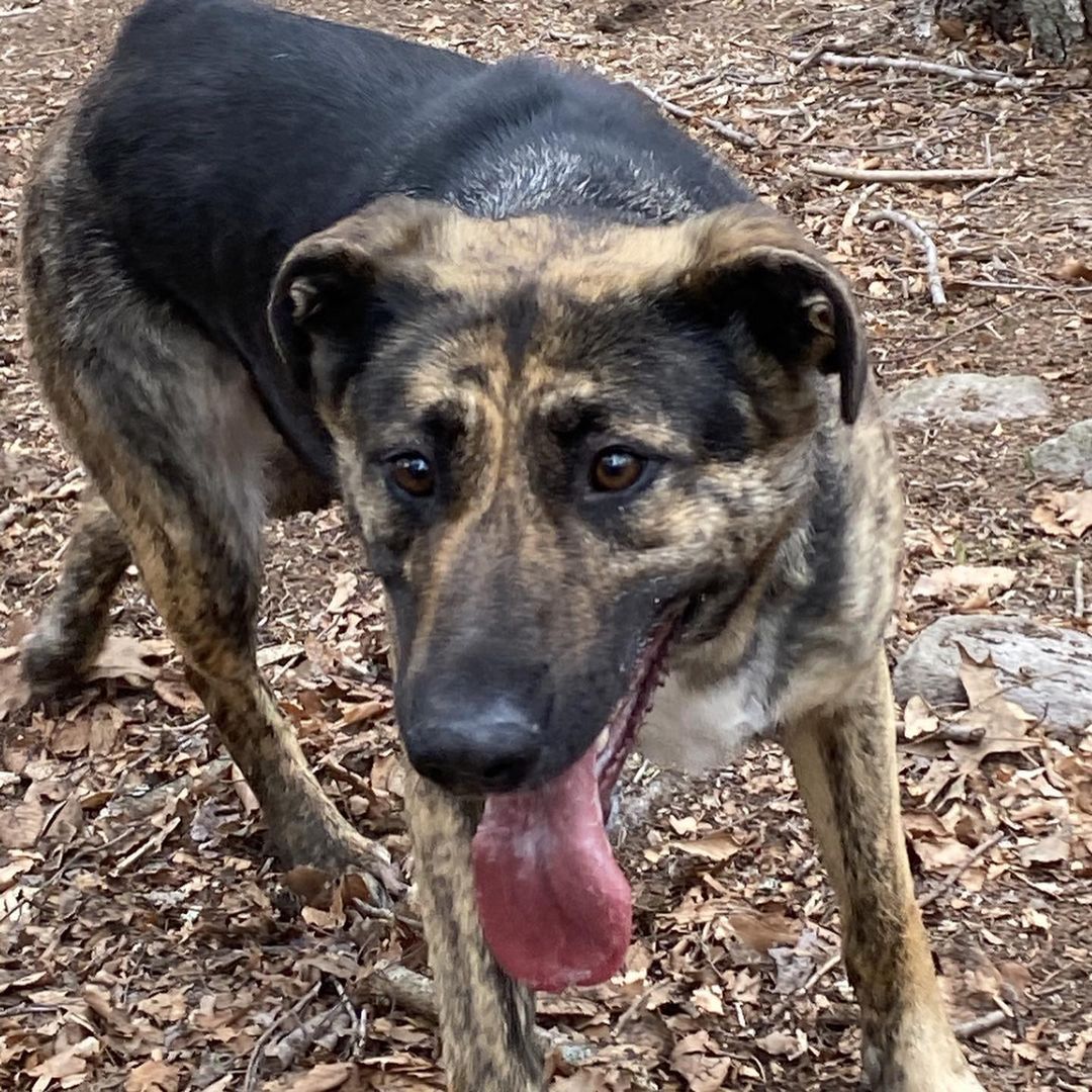 Meet Maggie ~
My name is Maggie and I am a Shepard mix from South Carolina. I weigh roughly 70 lbs. I am 4 years old.
I am one playful, nice, and big girl! Running around with my doggie friends is one of my favorite things to do. I'm a pretty active pup and I would be an amazing dog to take on hikes! I am an absolute sweetheart and the thing that makes me most happy is people! If you want someone who's loyal, and will stick with you until the end, I am your girl for sure! 
With my adorable looks, and unbridled loyalty, I will always be there for you through thick and thin. I will never judge you, or turn my back on you. Every single day, you will look at me and you will know that you are loved unconditionally. I will never betray you or hurt you, and I will grow old by your side.