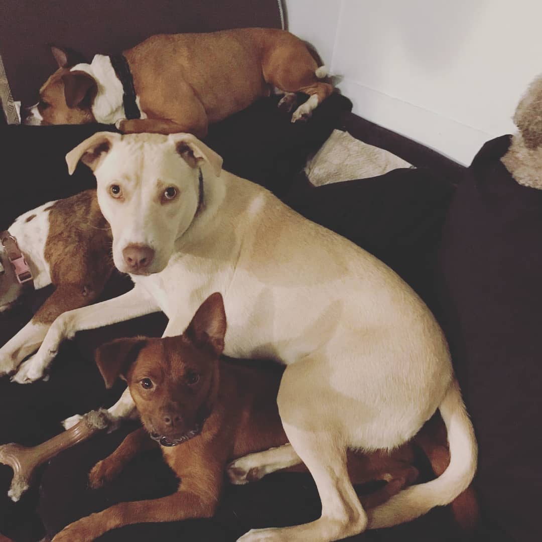 Need a home Tuesdays?? Bri and Dalton are starting a trend ❤
<a target='_blank' href='https://www.instagram.com/explore/tags/newtrend/'>#newtrend</a>, <a target='_blank' href='https://www.instagram.com/explore/tags/adoptdontshop/'>#adoptdontshop</a>, <a target='_blank' href='https://www.instagram.com/explore/tags/polaropposites/'>#polaropposites</a>, <a target='_blank' href='https://www.instagram.com/explore/tags/foreverhome/'>#foreverhome</a>