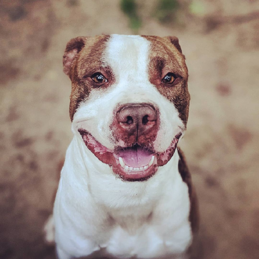 This is Brewster, a happy go lucky boy with a big personality. He loves to run and play and gets alone with most other dogs. Brewster is currently looking for his own loving, forever home.

<a target='_blank' href='https://www.instagram.com/explore/tags/rescuedog/'>#rescuedog</a> <a target='_blank' href='https://www.instagram.com/explore/tags/dogsofinstagram/'>#dogsofinstagram</a> <a target='_blank' href='https://www.instagram.com/explore/tags/adoptdontshop/'>#adoptdontshop</a> <a target='_blank' href='https://www.instagram.com/explore/tags/dog/'>#dog</a> <a target='_blank' href='https://www.instagram.com/explore/tags/rescuedogsofinstagram/'>#rescuedogsofinstagram</a> <a target='_blank' href='https://www.instagram.com/explore/tags/dogs/'>#dogs</a> <a target='_blank' href='https://www.instagram.com/explore/tags/dogstagram/'>#dogstagram</a>  <a target='_blank' href='https://www.instagram.com/explore/tags/instadog/'>#instadog</a> <a target='_blank' href='https://www.instagram.com/explore/tags/dogoftheday/'>#dogoftheday</a> <a target='_blank' href='https://www.instagram.com/explore/tags/doglover/'>#doglover</a> <a target='_blank' href='https://www.instagram.com/explore/tags/doggo/'>#doggo</a>  <a target='_blank' href='https://www.instagram.com/explore/tags/muttsofinstagram/'>#muttsofinstagram</a> <a target='_blank' href='https://www.instagram.com/explore/tags/ilovemydog/'>#ilovemydog</a>  <a target='_blank' href='https://www.instagram.com/explore/tags/instagram/'>#instagram</a>  <a target='_blank' href='https://www.instagram.com/explore/tags/puppylove/'>#puppylove</a>  <a target='_blank' href='https://www.instagram.com/explore/tags/dogsofinsta/'>#dogsofinsta</a> <a target='_blank' href='https://www.instagram.com/explore/tags/pet/'>#pet</a> <a target='_blank' href='https://www.instagram.com/explore/tags/puppies/'>#puppies</a> <a target='_blank' href='https://www.instagram.com/explore/tags/puppiesofinstagram/'>#puppiesofinstagram</a> <a target='_blank' href='https://www.instagram.com/explore/tags/rescuedogs/'>#rescuedogs</a> <a target='_blank' href='https://www.instagram.com/explore/tags/rescuedogsrule/'>#rescuedogsrule</a> <a target='_blank' href='https://www.instagram.com/explore/tags/dogrescue/'>#dogrescue</a> <a target='_blank' href='https://www.instagram.com/explore/tags/adoptadog/'>#adoptadog</a> <a target='_blank' href='https://www.instagram.com/explore/tags/dogsofinstaworld/'>#dogsofinstaworld</a> <a target='_blank' href='https://www.instagram.com/explore/tags/adoptable/'>#adoptable</a>