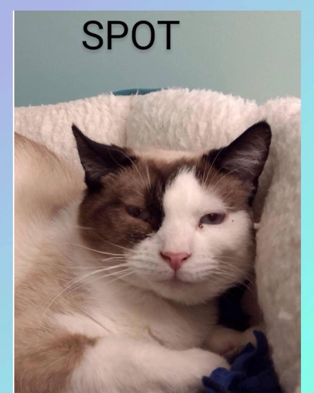 💙💙💙Cat of the Day💙💙💙
 💙💙💙SPOT💙💙💙
SPOT is a sweet boy that loved snuggling with his best friend, Snowball but Snowball was recently adopted so he needs you as his new snuggle Buddy!! 
He was rescued from a hoarding situation where he lived with a very large dog and too many cats.
DOB: March 2017
<a target='_blank' href='https://www.instagram.com/explore/tags/faithful2felines/'>#faithful2felines</a>