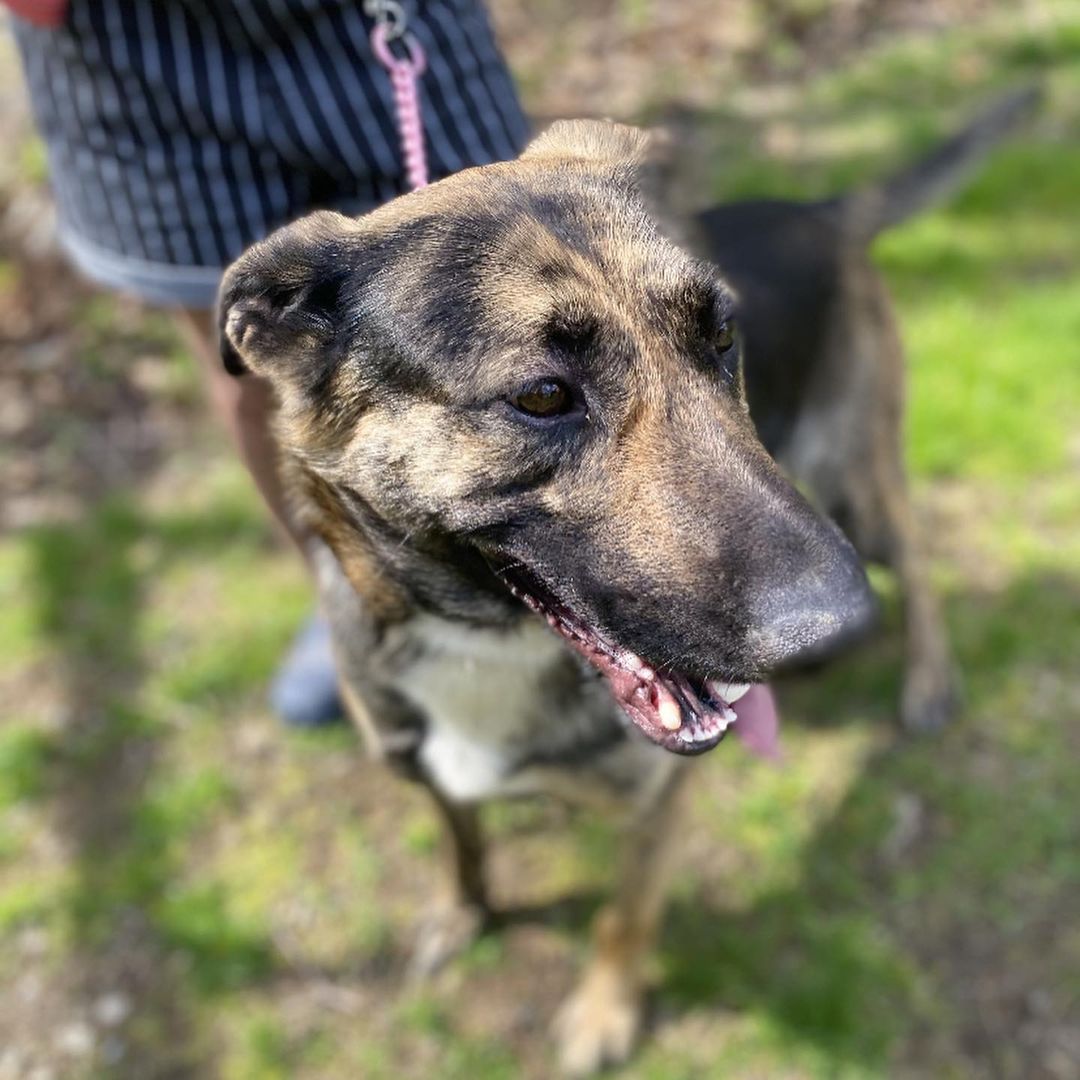 Meet Maggie ~
My name is Maggie and I am a Shepard mix from South Carolina. I weigh roughly 70 lbs. I am 4 years old.
I am one playful, nice, and big girl! Running around with my doggie friends is one of my favorite things to do. I'm a pretty active pup and I would be an amazing dog to take on hikes! I am an absolute sweetheart and the thing that makes me most happy is people! If you want someone who's loyal, and will stick with you until the end, I am your girl for sure! 
With my adorable looks, and unbridled loyalty, I will always be there for you through thick and thin. I will never judge you, or turn my back on you. Every single day, you will look at me and you will know that you are loved unconditionally. I will never betray you or hurt you, and I will grow old by your side.