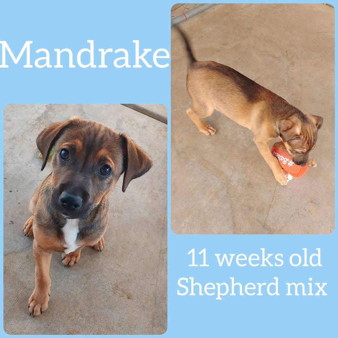 Update: Both Pixie and Mandrake are adopted 

These two cuties are available for adoption now! Mandrake is a male and Pixie is a female. Their mom is a Shepherd mix and dad is unknown. If you are interested in one of them you can message us for an application. 

<a target='_blank' href='https://www.instagram.com/explore/tags/adoptdontshop/'>#adoptdontshop</a> <a target='_blank' href='https://www.instagram.com/explore/tags/adoptme/'>#adoptme</a> <a target='_blank' href='https://www.instagram.com/explore/tags/rescuedog/'>#rescuedog</a> <a target='_blank' href='https://www.instagram.com/explore/tags/puppies/'>#puppies</a> <a target='_blank' href='https://www.instagram.com/explore/tags/shepherdmix/'>#shepherdmix</a> <a target='_blank' href='https://www.instagram.com/explore/tags/murrieta/'>#murrieta</a> <a target='_blank' href='https://www.instagram.com/explore/tags/temecula/'>#temecula</a> <a target='_blank' href='https://www.instagram.com/explore/tags/lakeelsinore/'>#lakeelsinore</a> <a target='_blank' href='https://www.instagram.com/explore/tags/inlandempire/'>#inlandempire</a> <a target='_blank' href='https://www.instagram.com/explore/tags/menifee/'>#menifee</a> <a target='_blank' href='https://www.instagram.com/explore/tags/mixedbreed/'>#mixedbreed</a>  <a target='_blank' href='https://www.instagram.com/explore/tags/rescuedogsofinstagram/'>#rescuedogsofinstagram</a>