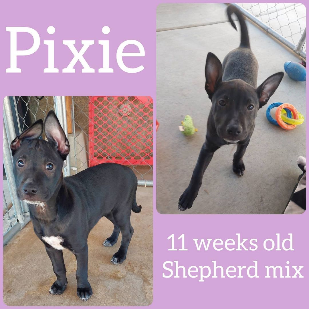 Update: Both Pixie and Mandrake are adopted 

These two cuties are available for adoption now! Mandrake is a male and Pixie is a female. Their mom is a Shepherd mix and dad is unknown. If you are interested in one of them you can message us for an application. 

<a target='_blank' href='https://www.instagram.com/explore/tags/adoptdontshop/'>#adoptdontshop</a> <a target='_blank' href='https://www.instagram.com/explore/tags/adoptme/'>#adoptme</a> <a target='_blank' href='https://www.instagram.com/explore/tags/rescuedog/'>#rescuedog</a> <a target='_blank' href='https://www.instagram.com/explore/tags/puppies/'>#puppies</a> <a target='_blank' href='https://www.instagram.com/explore/tags/shepherdmix/'>#shepherdmix</a> <a target='_blank' href='https://www.instagram.com/explore/tags/murrieta/'>#murrieta</a> <a target='_blank' href='https://www.instagram.com/explore/tags/temecula/'>#temecula</a> <a target='_blank' href='https://www.instagram.com/explore/tags/lakeelsinore/'>#lakeelsinore</a> <a target='_blank' href='https://www.instagram.com/explore/tags/inlandempire/'>#inlandempire</a> <a target='_blank' href='https://www.instagram.com/explore/tags/menifee/'>#menifee</a> <a target='_blank' href='https://www.instagram.com/explore/tags/mixedbreed/'>#mixedbreed</a>  <a target='_blank' href='https://www.instagram.com/explore/tags/rescuedogsofinstagram/'>#rescuedogsofinstagram</a>