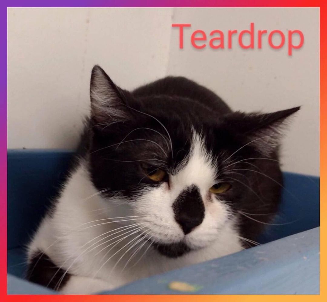 TEARDROP is a sweetie.  She loves canned cat food.  She came to the shelter from a hoarding situation where she lived with a very large dog and too many cats.
DOB: March 2018
<a target='_blank' href='https://www.instagram.com/explore/tags/faithful2felines/'>#faithful2felines</a>