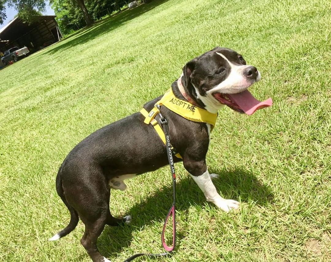 Prince is still looking for a home! He is a handsome 7 year old who LOVES car rides and is about 65 lbs. He is good with kids, some dogs, but NOT cats. Email us with any questions about Prince at info@sootyssanctuary.org
<a target='_blank' href='https://www.instagram.com/explore/tags/sootyssanctuary/'>#sootyssanctuary</a> <a target='_blank' href='https://www.instagram.com/explore/tags/dogsofpensacola/'>#dogsofpensacola</a> <a target='_blank' href='https://www.instagram.com/explore/tags/pensacoladog/'>#pensacoladog</a> <a target='_blank' href='https://www.instagram.com/explore/tags/pensacoladogs/'>#pensacoladogs</a> <a target='_blank' href='https://www.instagram.com/explore/tags/pensacolaanimalrescue/'>#pensacolaanimalrescue</a> <a target='_blank' href='https://www.instagram.com/explore/tags/pensacolaanimalshelter/'>#pensacolaanimalshelter</a> <a target='_blank' href='https://www.instagram.com/explore/tags/pensacolapet/'>#pensacolapet</a> <a target='_blank' href='https://www.instagram.com/explore/tags/pensacolapets/'>#pensacolapets</a> <a target='_blank' href='https://www.instagram.com/explore/tags/pensacoladogrescue/'>#pensacoladogrescue</a> <a target='_blank' href='https://www.instagram.com/explore/tags/floridadog/'>#floridadog</a> <a target='_blank' href='https://www.instagram.com/explore/tags/floridadogs/'>#floridadogs</a> <a target='_blank' href='https://www.instagram.com/explore/tags/floridadoglife/'>#floridadoglife</a> <a target='_blank' href='https://www.instagram.com/explore/tags/floridadogrescue/'>#floridadogrescue</a> <a target='_blank' href='https://www.instagram.com/explore/tags/floridadogsofig/'>#floridadogsofig</a> <a target='_blank' href='https://www.instagram.com/explore/tags/floridadogsofinstagram/'>#floridadogsofinstagram</a> <a target='_blank' href='https://www.instagram.com/explore/tags/floridaanimalshelter/'>#floridaanimalshelter</a> <a target='_blank' href='https://www.instagram.com/explore/tags/adopted/'>#adopted</a> <a target='_blank' href='https://www.instagram.com/explore/tags/adoptdontshop/'>#adoptdontshop</a> <a target='_blank' href='https://www.instagram.com/explore/tags/floridadogsquad/'>#floridadogsquad</a>