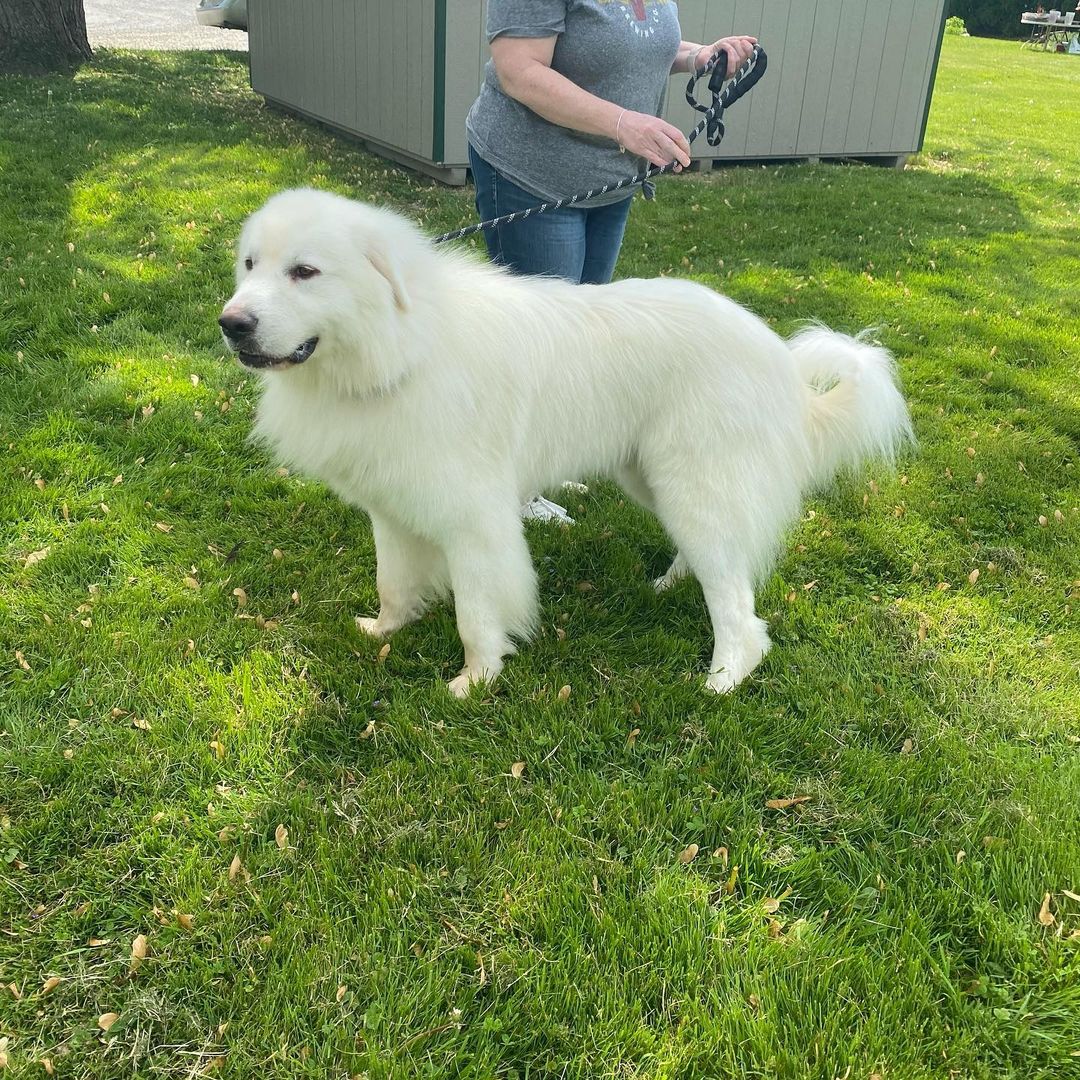 Adoptable Polar before and after his groom at @barkavenuehb  https://humblehounds.org/adoption-process