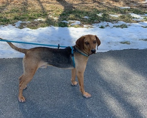 Adoptable Leonard!! https://www.petfinder.com/dog/leonard-50567303/pa/honey-brook/humble-hounds-animal-rescue-pa1131/?referrer_id=43175718-802f-4330-b820-5409ad5d909e