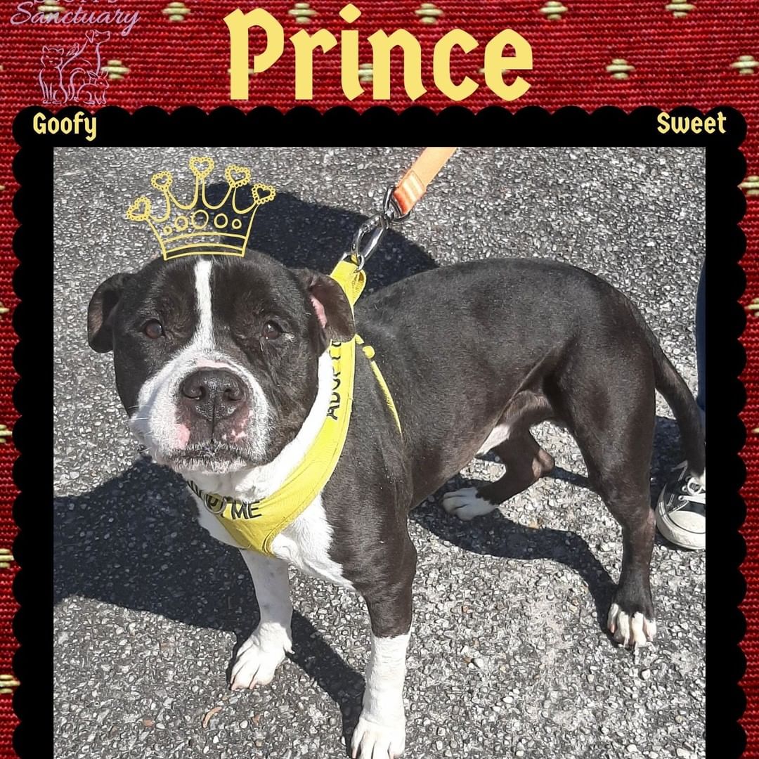 Prince is still looking for a home! He is a handsome 7 year old who LOVES car rides and is about 65 lbs. He is good with kids, some dogs, but NOT cats. Email us with any questions about Prince at info@sootyssanctuary.org
<a target='_blank' href='https://www.instagram.com/explore/tags/sootyssanctuary/'>#sootyssanctuary</a> <a target='_blank' href='https://www.instagram.com/explore/tags/dogsofpensacola/'>#dogsofpensacola</a> <a target='_blank' href='https://www.instagram.com/explore/tags/pensacoladog/'>#pensacoladog</a> <a target='_blank' href='https://www.instagram.com/explore/tags/pensacoladogs/'>#pensacoladogs</a> <a target='_blank' href='https://www.instagram.com/explore/tags/pensacolaanimalrescue/'>#pensacolaanimalrescue</a> <a target='_blank' href='https://www.instagram.com/explore/tags/pensacolaanimalshelter/'>#pensacolaanimalshelter</a> <a target='_blank' href='https://www.instagram.com/explore/tags/pensacolapet/'>#pensacolapet</a> <a target='_blank' href='https://www.instagram.com/explore/tags/pensacolapets/'>#pensacolapets</a> <a target='_blank' href='https://www.instagram.com/explore/tags/pensacoladogrescue/'>#pensacoladogrescue</a> <a target='_blank' href='https://www.instagram.com/explore/tags/floridadog/'>#floridadog</a> <a target='_blank' href='https://www.instagram.com/explore/tags/floridadogs/'>#floridadogs</a> <a target='_blank' href='https://www.instagram.com/explore/tags/floridadoglife/'>#floridadoglife</a> <a target='_blank' href='https://www.instagram.com/explore/tags/floridadogrescue/'>#floridadogrescue</a> <a target='_blank' href='https://www.instagram.com/explore/tags/floridadogsofig/'>#floridadogsofig</a> <a target='_blank' href='https://www.instagram.com/explore/tags/floridadogsofinstagram/'>#floridadogsofinstagram</a> <a target='_blank' href='https://www.instagram.com/explore/tags/floridaanimalshelter/'>#floridaanimalshelter</a> <a target='_blank' href='https://www.instagram.com/explore/tags/adopted/'>#adopted</a> <a target='_blank' href='https://www.instagram.com/explore/tags/adoptdontshop/'>#adoptdontshop</a> <a target='_blank' href='https://www.instagram.com/explore/tags/floridadogsquad/'>#floridadogsquad</a>