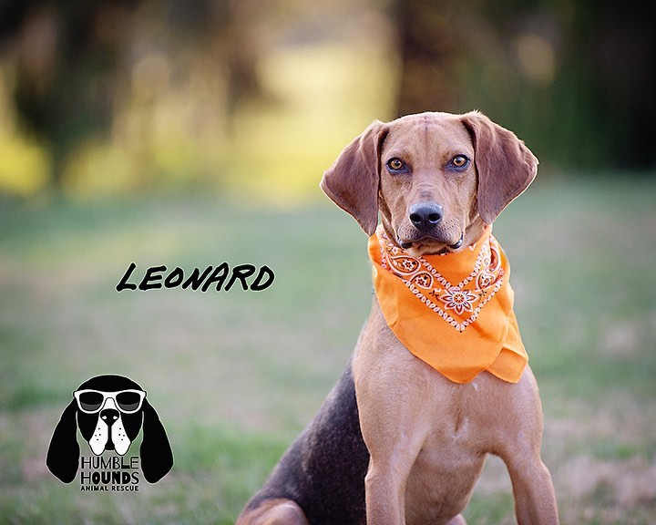 Adoptable Leonard!! https://www.petfinder.com/dog/leonard-50567303/pa/honey-brook/humble-hounds-animal-rescue-pa1131/?referrer_id=43175718-802f-4330-b820-5409ad5d909e