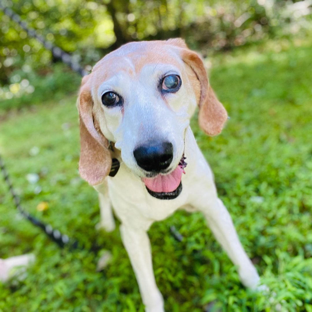 👼 Ginger 💔<a target='_blank' href='https://www.instagram.com/explore/tags/alwaysahumblehound/'>#alwaysahumblehound</a>