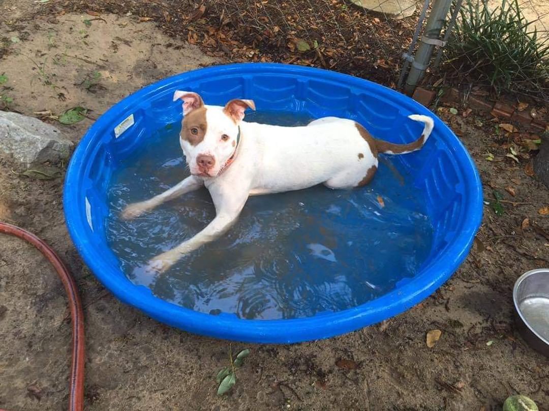 Adorable <a target='_blank' href='https://www.instagram.com/explore/tags/pitty/'>#pitty</a> looking for a home! Zulu is an active and smart cookie. She loves puzzles and games- and is even trained to walk on the treadmill! If you have an active home and would would love an adventure partner this sweet girl would be a perfect fit.
For any questions about Zulu and/or adopting her please email us at info@sootyssanctuary.org

<a target='_blank' href='https://www.instagram.com/explore/tags/sootyssanctuary/'>#sootyssanctuary</a> <a target='_blank' href='https://www.instagram.com/explore/tags/dogsofpensacola/'>#dogsofpensacola</a> <a target='_blank' href='https://www.instagram.com/explore/tags/pensacoladog/'>#pensacoladog</a> <a target='_blank' href='https://www.instagram.com/explore/tags/pensacoladogs/'>#pensacoladogs</a> <a target='_blank' href='https://www.instagram.com/explore/tags/pensacolaanimalrescue/'>#pensacolaanimalrescue</a> <a target='_blank' href='https://www.instagram.com/explore/tags/pensacolaanimalshelter/'>#pensacolaanimalshelter</a> <a target='_blank' href='https://www.instagram.com/explore/tags/pensacolapet/'>#pensacolapet</a> <a target='_blank' href='https://www.instagram.com/explore/tags/pensacolapets/'>#pensacolapets</a> <a target='_blank' href='https://www.instagram.com/explore/tags/pensacoladogrescue/'>#pensacoladogrescue</a> <a target='_blank' href='https://www.instagram.com/explore/tags/floridadog/'>#floridadog</a> <a target='_blank' href='https://www.instagram.com/explore/tags/floridadogs/'>#floridadogs</a> <a target='_blank' href='https://www.instagram.com/explore/tags/floridadoglife/'>#floridadoglife</a> <a target='_blank' href='https://www.instagram.com/explore/tags/floridadogrescue/'>#floridadogrescue</a> <a target='_blank' href='https://www.instagram.com/explore/tags/floridadogsofig/'>#floridadogsofig</a> <a target='_blank' href='https://www.instagram.com/explore/tags/floridadogsofinstagram/'>#floridadogsofinstagram</a> <a target='_blank' href='https://www.instagram.com/explore/tags/floridaanimalshelter/'>#floridaanimalshelter</a> <a target='_blank' href='https://www.instagram.com/explore/tags/adopted/'>#adopted</a> <a target='_blank' href='https://www.instagram.com/explore/tags/adoptdontshop/'>#adoptdontshop</a> <a target='_blank' href='https://www.instagram.com/explore/tags/floridadogsquad/'>#floridadogsquad</a> <a target='_blank' href='https://www.instagram.com/explore/tags/pitbulllove/'>#pitbulllove</a> <a target='_blank' href='https://www.instagram.com/explore/tags/pittysmile/'>#pittysmile</a> <a target='_blank' href='https://www.instagram.com/explore/tags/pittynation/'>#pittynation</a>