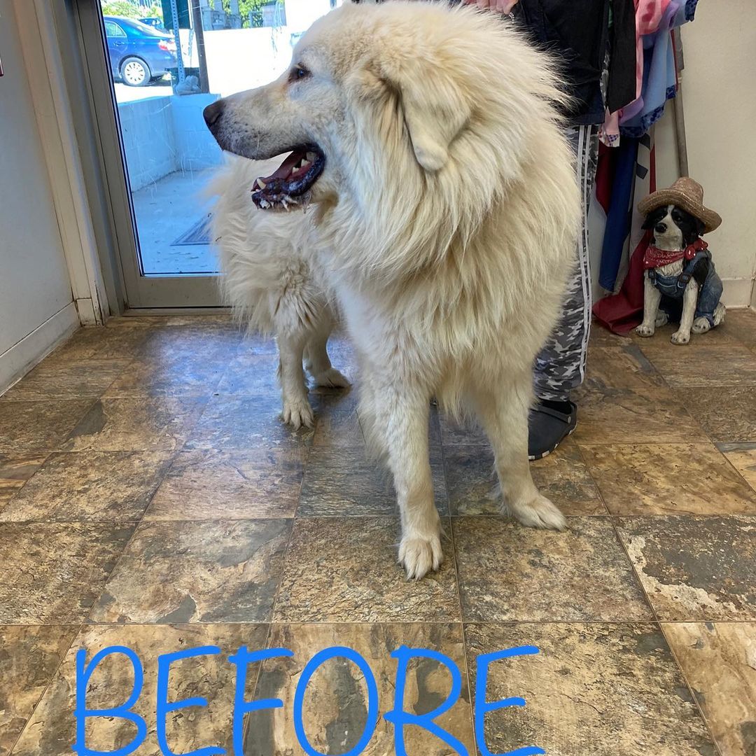 Adoptable Polar before and after his groom at @barkavenuehb  https://humblehounds.org/adoption-process