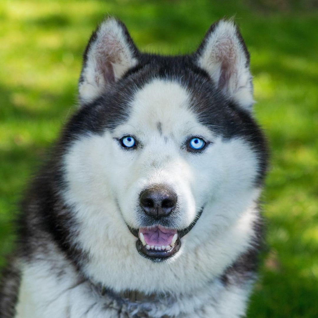 How handsome is Brutus?! He’s a typical energetic Husky, a bit of a wild, but so friendly and sweet! <a target='_blank' href='https://www.instagram.com/explore/tags/husky/'>#husky</a> <a target='_blank' href='https://www.instagram.com/explore/tags/northernchautauquacaninerescue/'>#northernchautauquacaninerescue</a> <a target='_blank' href='https://www.instagram.com/explore/tags/adoptashelterdog/'>#adoptashelterdog</a> <a target='_blank' href='https://www.instagram.com/explore/tags/adoptahusky/'>#adoptahusky</a> <a target='_blank' href='https://www.instagram.com/explore/tags/nccr/'>#nccr</a>