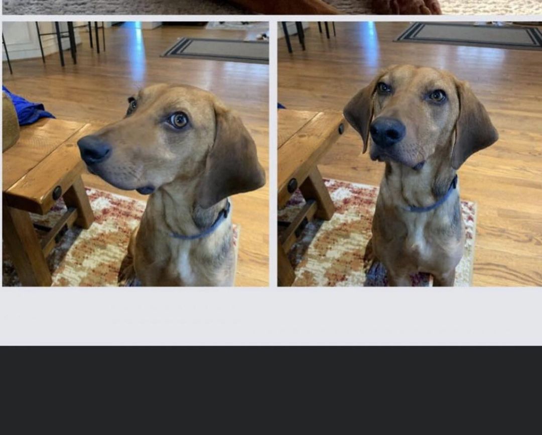 Adoptable Leonard!! https://www.petfinder.com/dog/leonard-50567303/pa/honey-brook/humble-hounds-animal-rescue-pa1131/?referrer_id=43175718-802f-4330-b820-5409ad5d909e