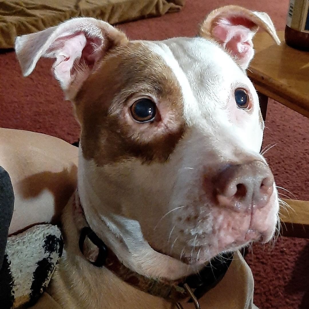 Adorable <a target='_blank' href='https://www.instagram.com/explore/tags/pitty/'>#pitty</a> looking for a home! Zulu is an active and smart cookie. She loves puzzles and games- and is even trained to walk on the treadmill! If you have an active home and would would love an adventure partner this sweet girl would be a perfect fit.
For any questions about Zulu and/or adopting her please email us at info@sootyssanctuary.org

<a target='_blank' href='https://www.instagram.com/explore/tags/sootyssanctuary/'>#sootyssanctuary</a> <a target='_blank' href='https://www.instagram.com/explore/tags/dogsofpensacola/'>#dogsofpensacola</a> <a target='_blank' href='https://www.instagram.com/explore/tags/pensacoladog/'>#pensacoladog</a> <a target='_blank' href='https://www.instagram.com/explore/tags/pensacoladogs/'>#pensacoladogs</a> <a target='_blank' href='https://www.instagram.com/explore/tags/pensacolaanimalrescue/'>#pensacolaanimalrescue</a> <a target='_blank' href='https://www.instagram.com/explore/tags/pensacolaanimalshelter/'>#pensacolaanimalshelter</a> <a target='_blank' href='https://www.instagram.com/explore/tags/pensacolapet/'>#pensacolapet</a> <a target='_blank' href='https://www.instagram.com/explore/tags/pensacolapets/'>#pensacolapets</a> <a target='_blank' href='https://www.instagram.com/explore/tags/pensacoladogrescue/'>#pensacoladogrescue</a> <a target='_blank' href='https://www.instagram.com/explore/tags/floridadog/'>#floridadog</a> <a target='_blank' href='https://www.instagram.com/explore/tags/floridadogs/'>#floridadogs</a> <a target='_blank' href='https://www.instagram.com/explore/tags/floridadoglife/'>#floridadoglife</a> <a target='_blank' href='https://www.instagram.com/explore/tags/floridadogrescue/'>#floridadogrescue</a> <a target='_blank' href='https://www.instagram.com/explore/tags/floridadogsofig/'>#floridadogsofig</a> <a target='_blank' href='https://www.instagram.com/explore/tags/floridadogsofinstagram/'>#floridadogsofinstagram</a> <a target='_blank' href='https://www.instagram.com/explore/tags/floridaanimalshelter/'>#floridaanimalshelter</a> <a target='_blank' href='https://www.instagram.com/explore/tags/adopted/'>#adopted</a> <a target='_blank' href='https://www.instagram.com/explore/tags/adoptdontshop/'>#adoptdontshop</a> <a target='_blank' href='https://www.instagram.com/explore/tags/floridadogsquad/'>#floridadogsquad</a> <a target='_blank' href='https://www.instagram.com/explore/tags/pitbulllove/'>#pitbulllove</a> <a target='_blank' href='https://www.instagram.com/explore/tags/pittysmile/'>#pittysmile</a> <a target='_blank' href='https://www.instagram.com/explore/tags/pittynation/'>#pittynation</a>