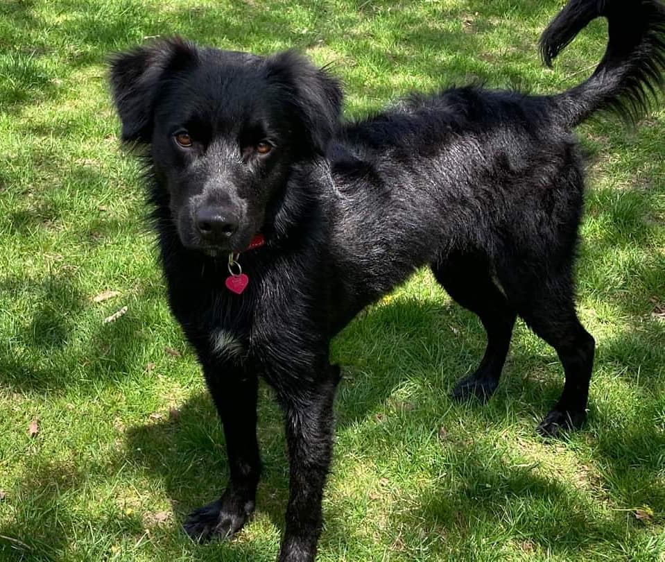 ADOPTION OPPORTUNITY

Iggy
2 year old male mix (guessed to be flat coat retriever and collie mix)
Meet Iggy!  He is a sweet bundle of love and a very mellow and well-behaved boy. He's all black with a white spot on his chest, and he hardly sheds at all! He is steadily gaining (much needed) weight with his big appetite! He has long, lanky legs and huge paws - it's almost like he still needs to grow into them. 

His foster home has a golden corgi who is half his size and they get along great.  Iggy loves to chase and be chased, and he really plays well with this smaller dog.  He loves water and swimming, and he does well with other dogs that are not aggressive toward him.  He will chase a ball and bring it back, and he recalls amazingly well. 
 
He's good with kids and plays gently.  You can take anything away from him, even out of his mouth or food bowl with no issues. He does like to counter surf, and he's interested in the garbage, so be sure nothing that smells good is left where he can get it.  When he's not running around he plops down anywhere and sleeps.

He also loves to walk and does not pull much. He knows to sit and lie down, and he's working on stay.  He hasn't barked much, even when other barking dogs are around. He did so well at the dog park and had great recall even when another dog was involved. 

Iggy has a bit of separation anxiety and is very attached to his foster mom - he follows me everywhere. This attachment has gotten better over the time, but he does NOT like crates.

Iggy is neutered, up to date on all shots, negative for heartworm, and has been thoroughly de-wormed.  He has been eating 1.5 cups of dog food mixed with rice and chicken two times per day to help him gain some weight. 

While he loves to play with other dogs, but he doesn't need another dog in the home to be happy.  He does need to run, and a local dog park seems essential.  He is only high energy first thing in the morning when he sees you, when he sees his leash, and when playing. 

Please contact Kay at kaytales@gmail.com if you're interested in adopting Iggy!
-
-
-
<a target='_blank' href='https://www.instagram.com/explore/tags/wiadoptagolden/'>#wiadoptagolden</a> <a target='_blank' href='https://www.instagram.com/explore/tags/rescuedogsofinstagram/'>#rescuedogsofinstagram</a> <a target='_blank' href='https://www.instagram.com/explore/tags/woofwednesday/'>#woofwednesday</a>