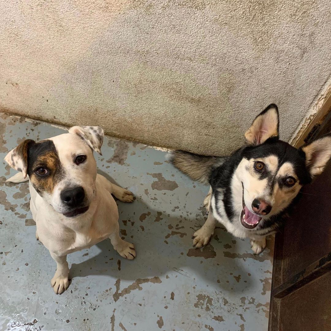 If you’re having a bad day, I’ll sing to you and you can decide what’s worse. 

I’m Kiki and I’m a tiny Husky, or maybe a Klee Kai mix. Either way, I like to talk. 

I love other dogs, but cats not so much. I love humans too. 

I came into the shelter as a stray, super underweight, and once I got rescued they discovered I had a blockage. I had tried to eat things I shouldn’t, so that I wouldn’t be hungry anymore. 

I’m all better now, and I learned all the good girl things from the PAWS program too! I’m looking for the kind of home that wants a family member, not someone who want me to live in the back yard. My perfect home would have a pup to be my best friend (or you can adopt Paige and her cool eyepatch with me, she’s looking too!) and humans who want to do things together! 

Are you looking for a little loud mouth to love? Fill out an adoption application at the link in bio.  My adoption fee is $250, which goes towards all the vet care and training I received in the program. 

Apply to meet me and tell them it’s for Kiki! ❤️