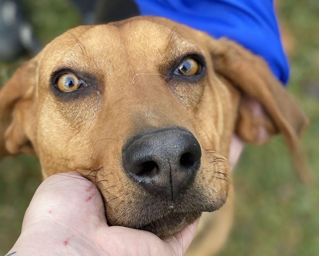 Adoptable Leonard!! https://www.petfinder.com/dog/leonard-50567303/pa/honey-brook/humble-hounds-animal-rescue-pa1131/?referrer_id=43175718-802f-4330-b820-5409ad5d909e