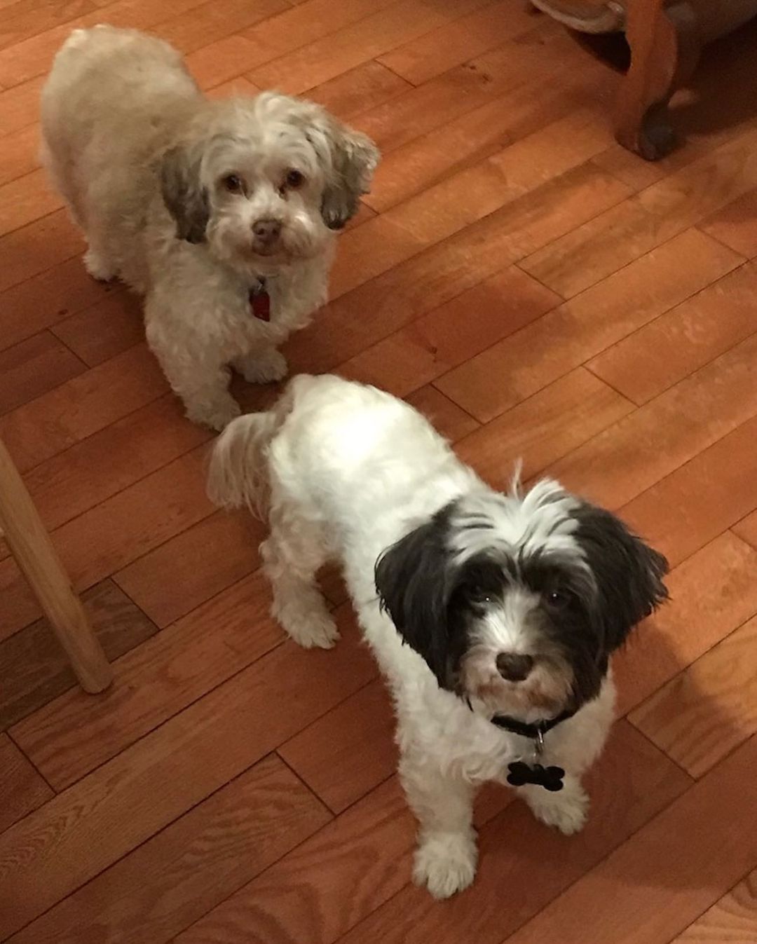 Today is National Rescue Dog Day! We love the goofy rescues in our life 💛🐶
