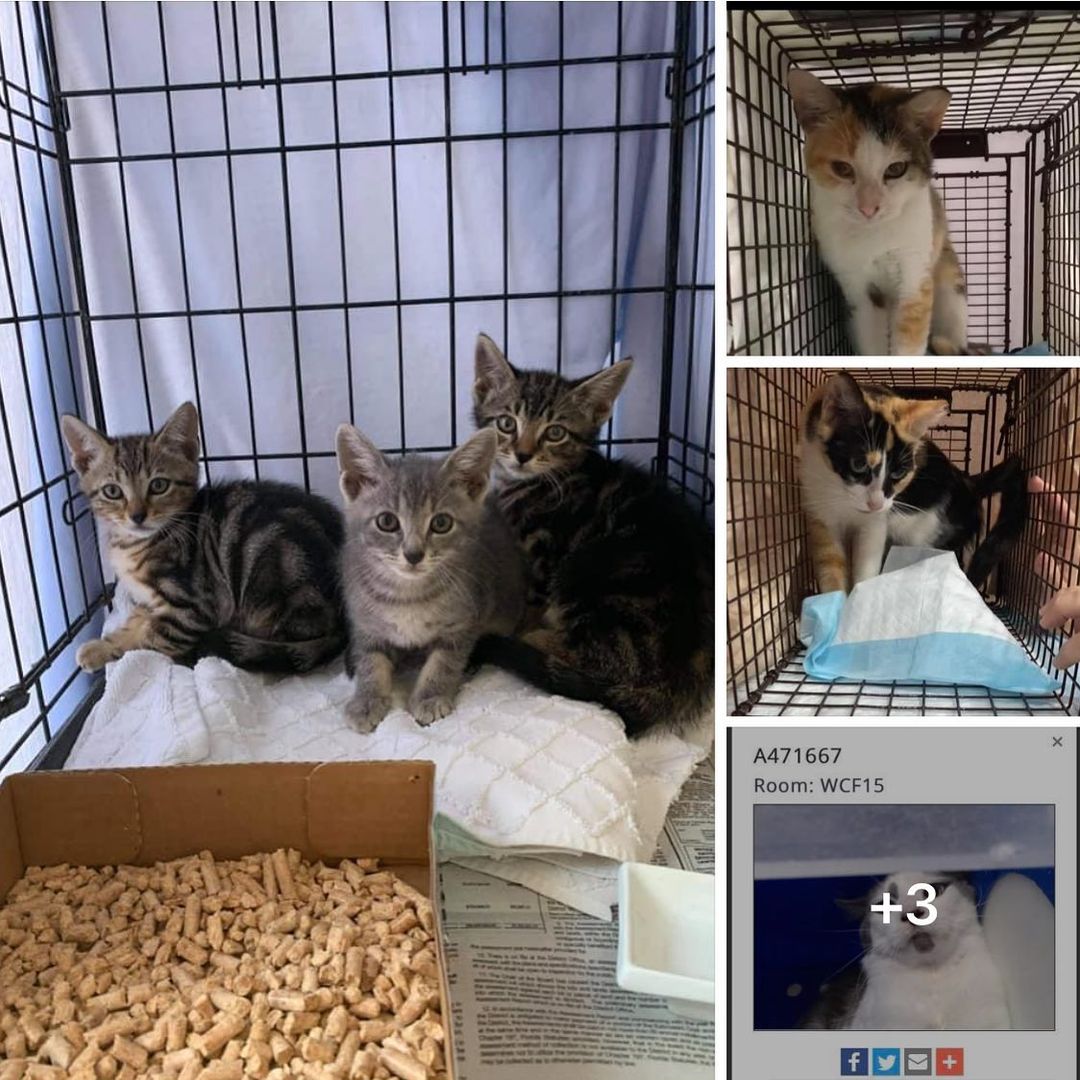 SOS URGENT FOSTERS NEEDED!!!

We still are desperately seeking fosters. We have 2 friendly calicos who were trapped in a bad location and can’t go back, 2 hissy kittens needing socialization, and 3 terrified owner surrenders at the shelter needing a foster. Please help!!! We provide all medical care!! Must be in or around Orlando or Tampa area.
-
-
-
<a target='_blank' href='https://www.instagram.com/explore/tags/orlando/'>#orlando</a> <a target='_blank' href='https://www.instagram.com/explore/tags/florida/'>#florida</a> <a target='_blank' href='https://www.instagram.com/explore/tags/fl/'>#fl</a> <a target='_blank' href='https://www.instagram.com/explore/tags/orlandoflorida/'>#orlandoflorida</a> <a target='_blank' href='https://www.instagram.com/explore/tags/fosteringsaveslives/'>#fosteringsaveslives</a> <a target='_blank' href='https://www.instagram.com/explore/tags/fostercare/'>#fostercare</a> <a target='_blank' href='https://www.instagram.com/explore/tags/fosterkittens/'>#fosterkittens</a> <a target='_blank' href='https://www.instagram.com/explore/tags/fosterneeded/'>#fosterneeded</a> <a target='_blank' href='https://www.instagram.com/explore/tags/pleasehelp/'>#pleasehelp</a> <a target='_blank' href='https://www.instagram.com/explore/tags/helpinghands/'>#helpinghands</a> <a target='_blank' href='https://www.instagram.com/explore/tags/helpingothers/'>#helpingothers</a> <a target='_blank' href='https://www.instagram.com/explore/tags/tabbycat/'>#tabbycat</a> <a target='_blank' href='https://www.instagram.com/explore/tags/calicocat/'>#calicocat</a> <a target='_blank' href='https://www.instagram.com/explore/tags/taylorswift/'>#taylorswift</a> <a target='_blank' href='https://www.instagram.com/explore/tags/ellendegeneres/'>#ellendegeneres</a> <a target='_blank' href='https://www.instagram.com/explore/tags/carrieunderwood/'>#carrieunderwood</a> <a target='_blank' href='https://www.instagram.com/explore/tags/meow/'>#meow</a> <a target='_blank' href='https://www.instagram.com/explore/tags/paws/'>#paws</a> <a target='_blank' href='https://www.instagram.com/explore/tags/paw/'>#paw</a> <a target='_blank' href='https://www.instagram.com/explore/tags/spayandneuter/'>#spayandneuter</a> <a target='_blank' href='https://www.instagram.com/explore/tags/spayandneuteryourpets/'>#spayandneuteryourpets</a> <a target='_blank' href='https://www.instagram.com/explore/tags/breederlife/'>#breederlife</a> <a target='_blank' href='https://www.instagram.com/explore/tags/savethemall/'>#savethemall</a> <a target='_blank' href='https://www.instagram.com/explore/tags/nokill/'>#nokill</a> <a target='_blank' href='https://www.instagram.com/explore/tags/nokillnation/'>#nokillnation</a> <a target='_blank' href='https://www.instagram.com/explore/tags/kittens/'>#kittens</a> <a target='_blank' href='https://www.instagram.com/explore/tags/kittens_of_instagram/'>#kittens_of_instagram</a> <a target='_blank' href='https://www.instagram.com/explore/tags/kittenlove/'>#kittenlove</a> <a target='_blank' href='https://www.instagram.com/explore/tags/savealife/'>#savealife</a> <a target='_blank' href='https://www.instagram.com/explore/tags/sundayfunday/'>#sundayfunday</a>