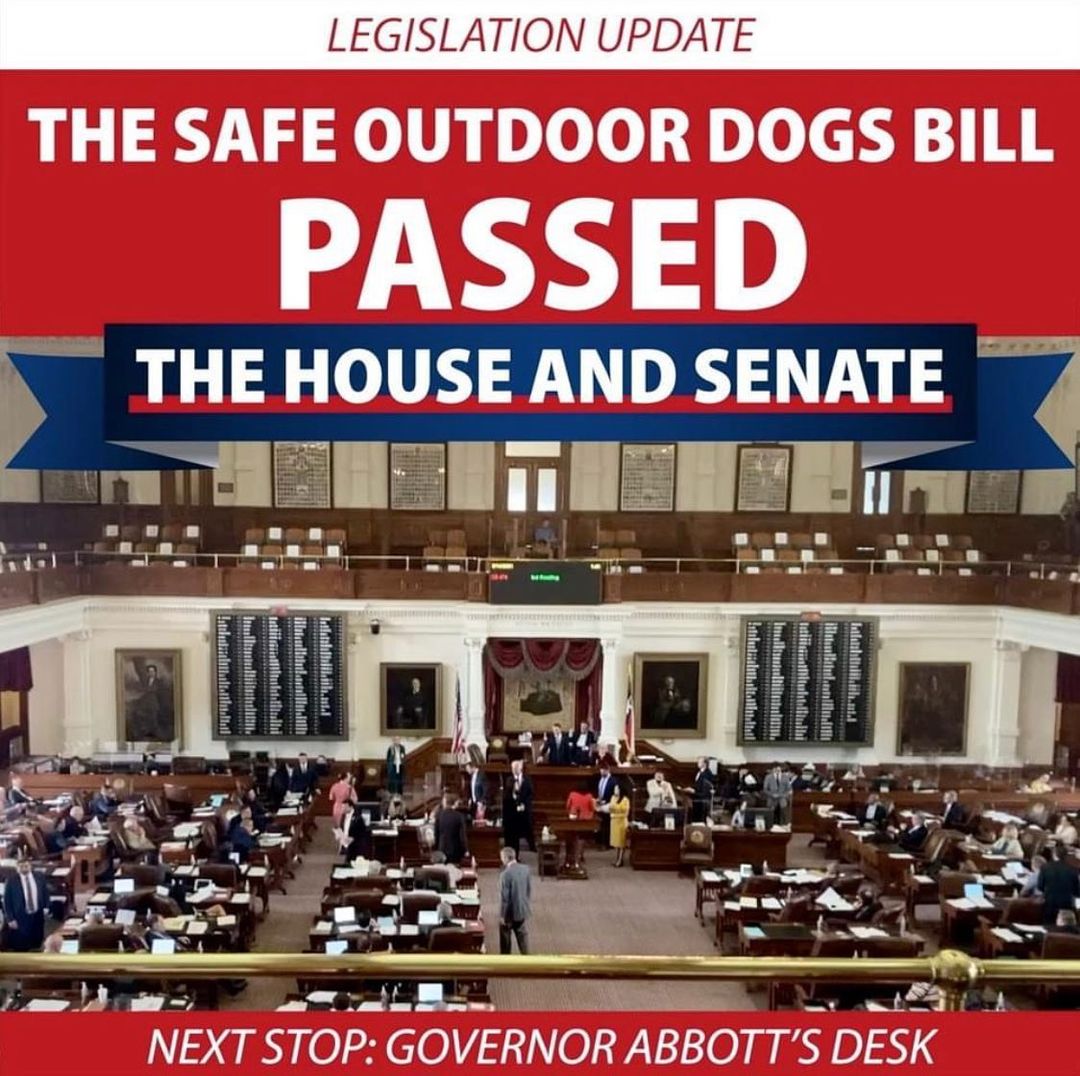 Finally, Texas dogs will have adequate shelter while restrained outdoors!!
After beating the midnight deadline last night by four minutes, SB 474 passed the House today by a vote of 83-32! Finally, Texas dogs will have adequate shelter while restrained outdoors to keep both them and the people around them safe.
We are endlessly thankful to our companion bill authors Representative Nicole Collier and Senator Eddie Lucio Jr., our dozens of co-authors, and of course, our dedicated supporters like you! Your calls and emails have made a world of difference for Texas dogs.