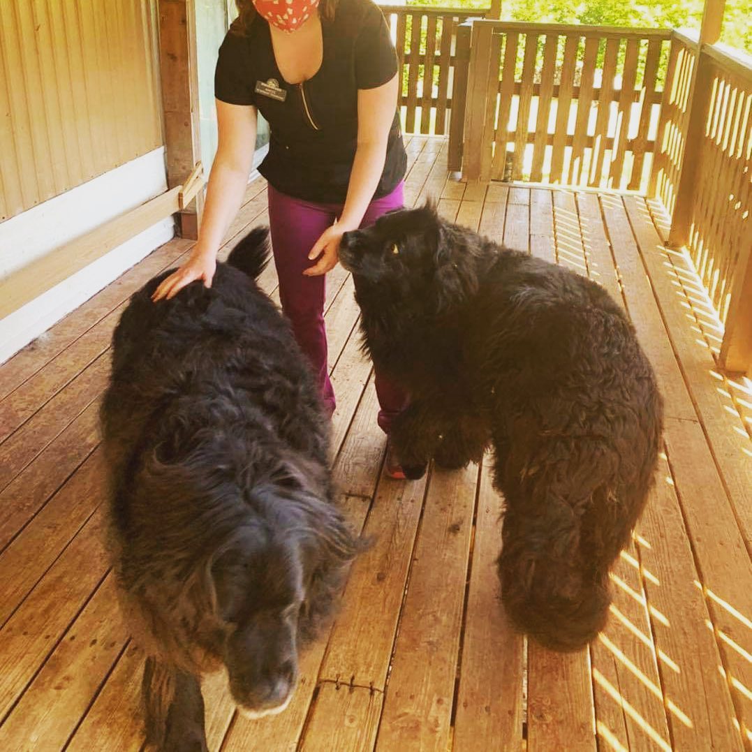 6/7 UPDATE: both dogs have found new homes!!!❤️

5/19 UPDATE: this pair needs a home without cats!
Seeking a foster home or adopter in Pierce County, WA!!! ❤️🐶❤️🐶❤️

We need a foster home for these two 9 year old Newfoundlands. They are very friendly!

They need a home without cats!🚫😿

Owners are very frail and not able to take care of these 150lb dogs. 

Owner says they are not barkers and when the vet arrived at the house they were pretty quiet and very happy. They both have Arthritis and are on medication for it. 
If you are interested in fostering please email us for an application at: ballots@fairpoint.net
❤️🐾❤️

<a target='_blank' href='https://www.instagram.com/explore/tags/puyallupanimalrescue/'>#puyallupanimalrescue</a> <a target='_blank' href='https://www.instagram.com/explore/tags/rescuedogs/'>#rescuedogs</a> <a target='_blank' href='https://www.instagram.com/explore/tags/newfoundlanddog/'>#newfoundlanddog</a> <a target='_blank' href='https://www.instagram.com/explore/tags/newfoundland/'>#newfoundland</a> <a target='_blank' href='https://www.instagram.com/explore/tags/largedogs/'>#largedogs</a> <a target='_blank' href='https://www.instagram.com/explore/tags/fosterdogs/'>#fosterdogs</a> <a target='_blank' href='https://www.instagram.com/explore/tags/fosterdog/'>#fosterdog</a> <a target='_blank' href='https://www.instagram.com/explore/tags/largebreeddogs/'>#largebreeddogs</a> <a target='_blank' href='https://www.instagram.com/explore/tags/seniorrescuedogs/'>#seniorrescuedogs</a> <a target='_blank' href='https://www.instagram.com/explore/tags/seinordogs/'>#seinordogs</a> <a target='_blank' href='https://www.instagram.com/explore/tags/seinordog/'>#seinordog</a>