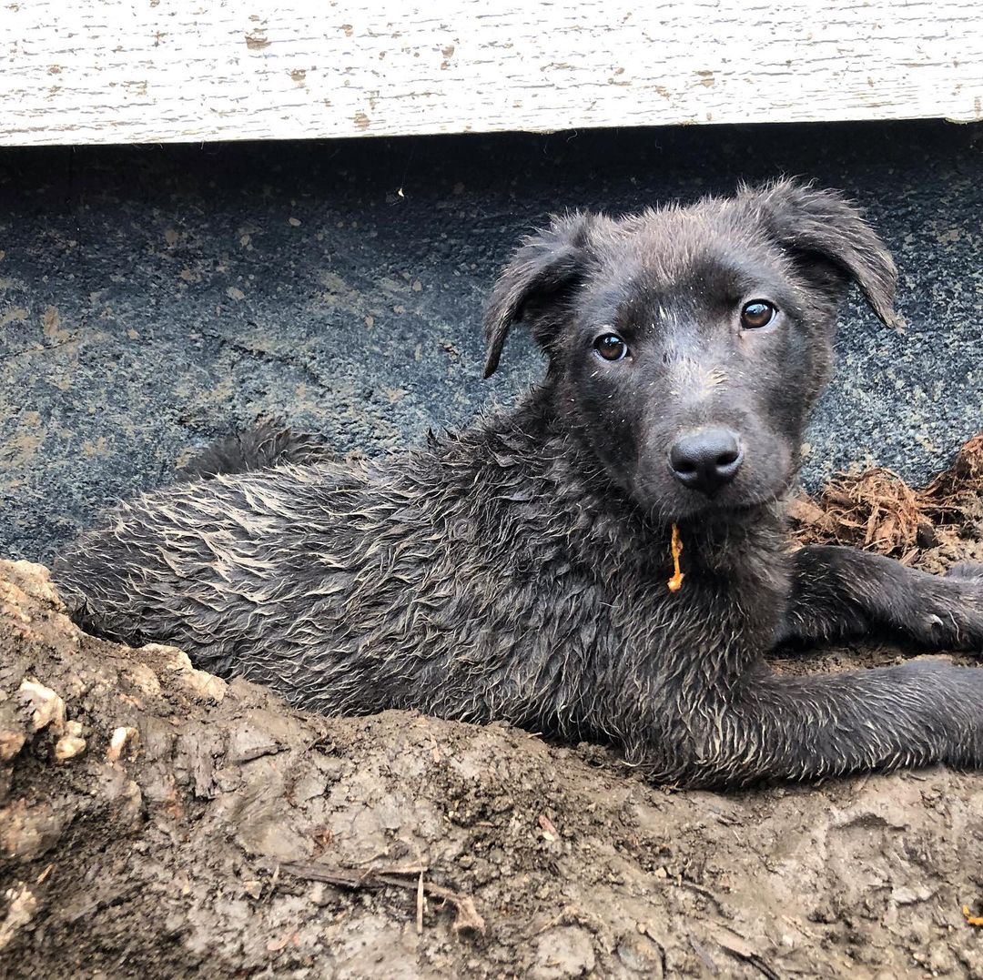 It’s National Rescue Dog Day, and to celebrate that, we’re hosting an ADOPTION EVENT 🎉 at our shelter on Saturday May 22! Stop by from 10am-2pm to meet your new best friend, or if you’ve already filled your house with rescue pups (we all understand, trust us) come by and lend a hand as a volunteer! DM us if you’re interested in volunteering this weekend, or fostering a puppy!