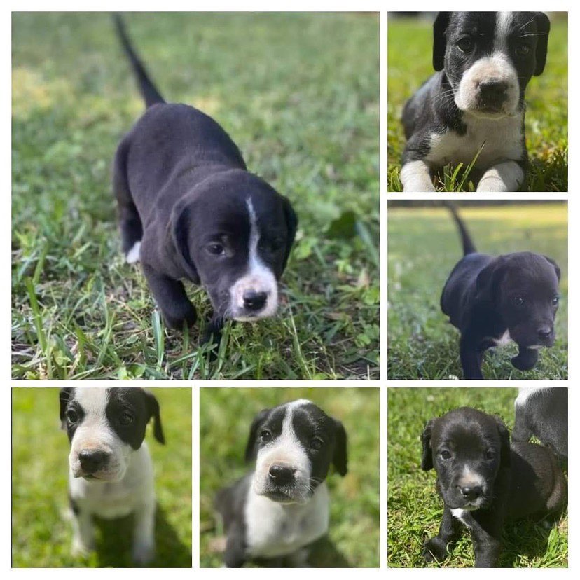These puppies will be available for adoption soon! They are about 6 weeks old right now and are hound/lab mixes (we have mom, just not sure who dad was). 3 females and 3 males. To get pre-approved to adopt, visit our website!