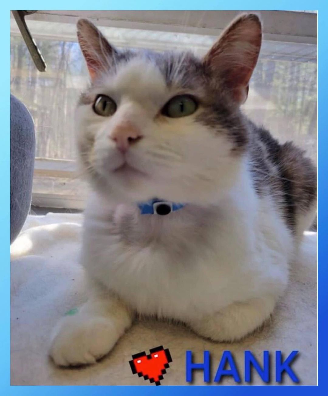 💙💙💙Cat of the Day💙💙💙
 💙💙💙HANK💙💙💙
HANK has had his fill of street scene and has noticed that we have warm beds and good food.  He was a transfer from the local animal shelter.  HANK is the sweetest cat and loves attention but is content to just lay back and relax.  HANK is a sturdy 12# boy who is FIV+.
DOB: March 2020
For great information on FIV+ cats please go to: https://iheartcats.com/5-reasons-to-consider-adopting-an-FIV+-cat
<a target='_blank' href='https://www.instagram.com/explore/tags/faithful2felines/'>#faithful2felines</a>